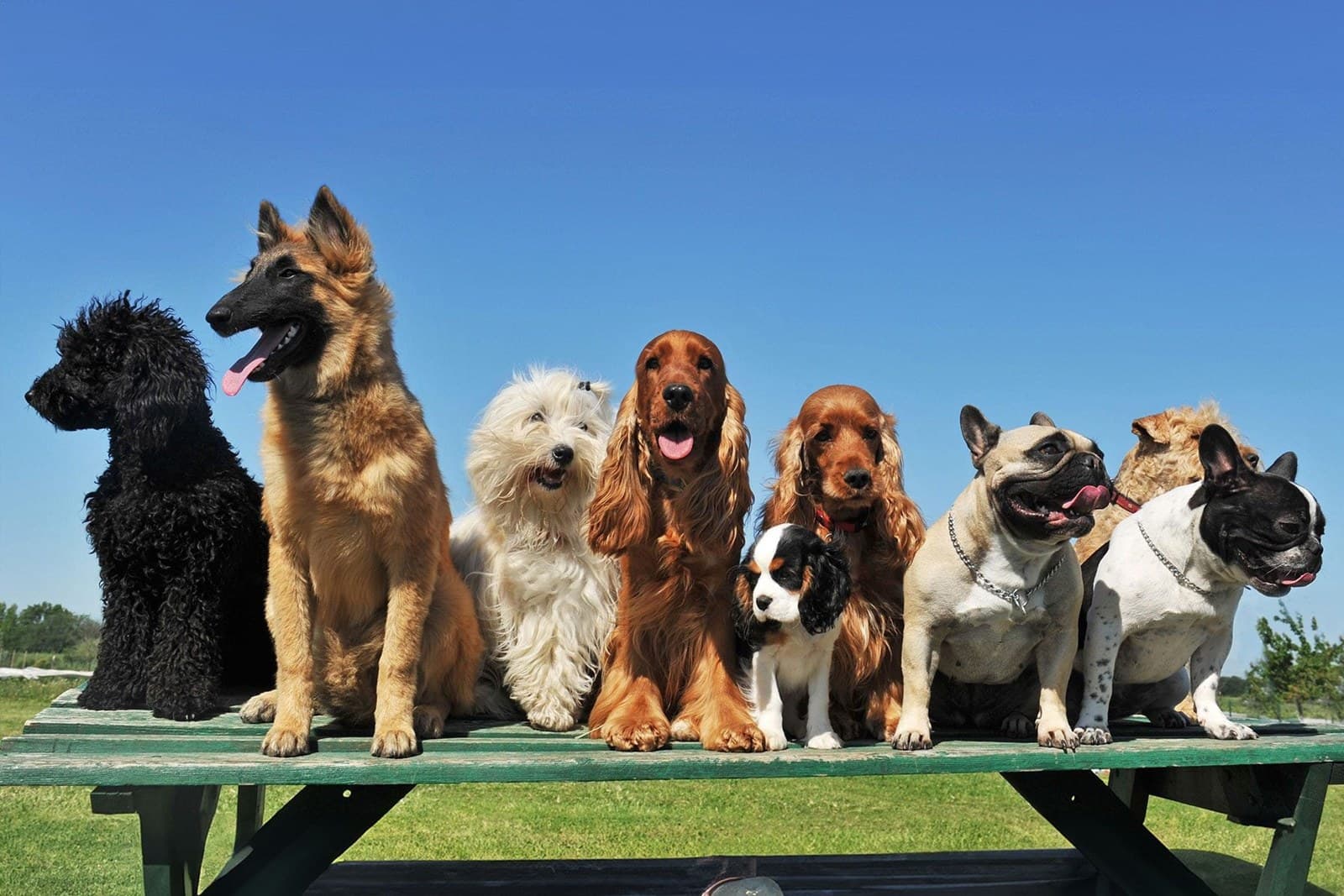 AKC Breed Groups Explained: From Sporting to Toy