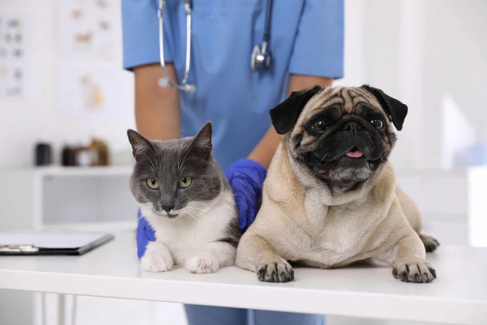 Why Annual Vet Checkups Are Essential for Every Pet