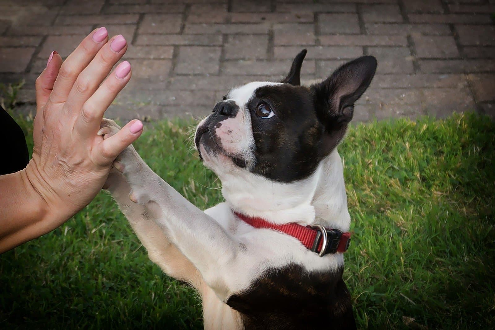 Basic Dog Obedience Training: A Beginner's Guide