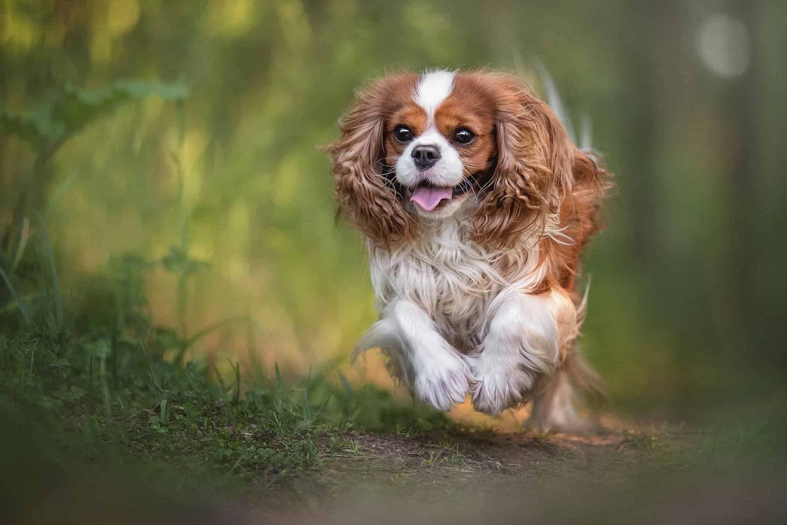 Best Dogs for Seniors: How to Choose the Right Companion