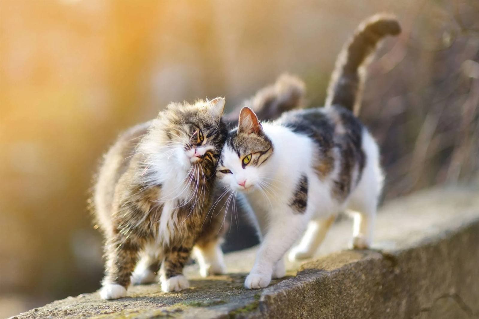 Cat Body Language: A Complete Tail, Ear, and Eye Guide
