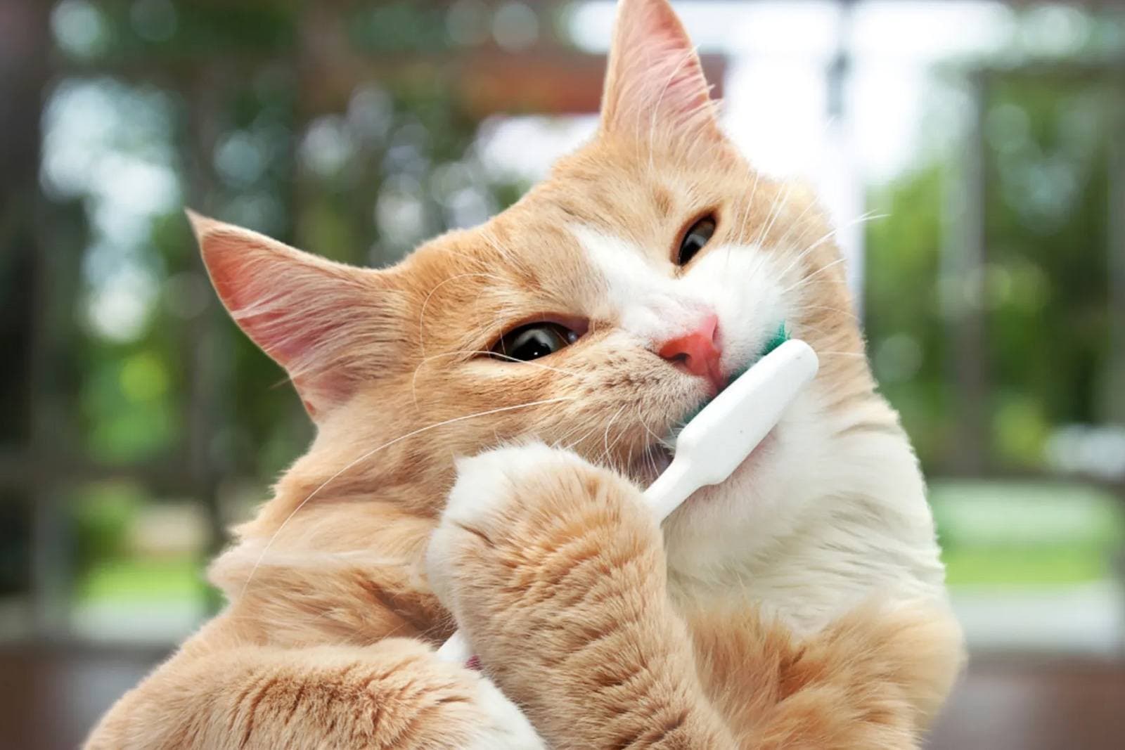Cat Dental Care: Protecting Your Feline's Teeth and Gums