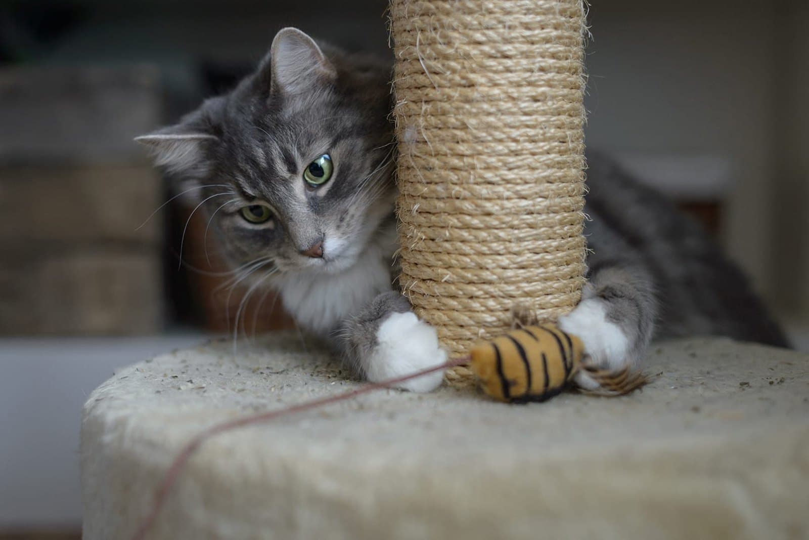 How to Train a Cat to Use a Scratching Post (and Stop the Furniture)