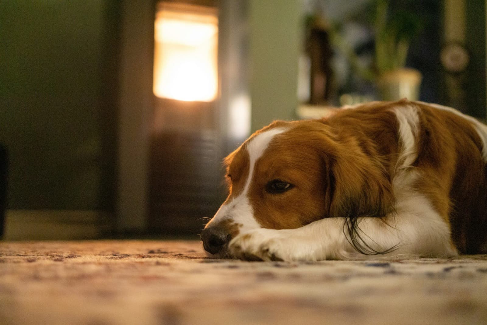 Common Dog Illnesses Every Owner Should Know About