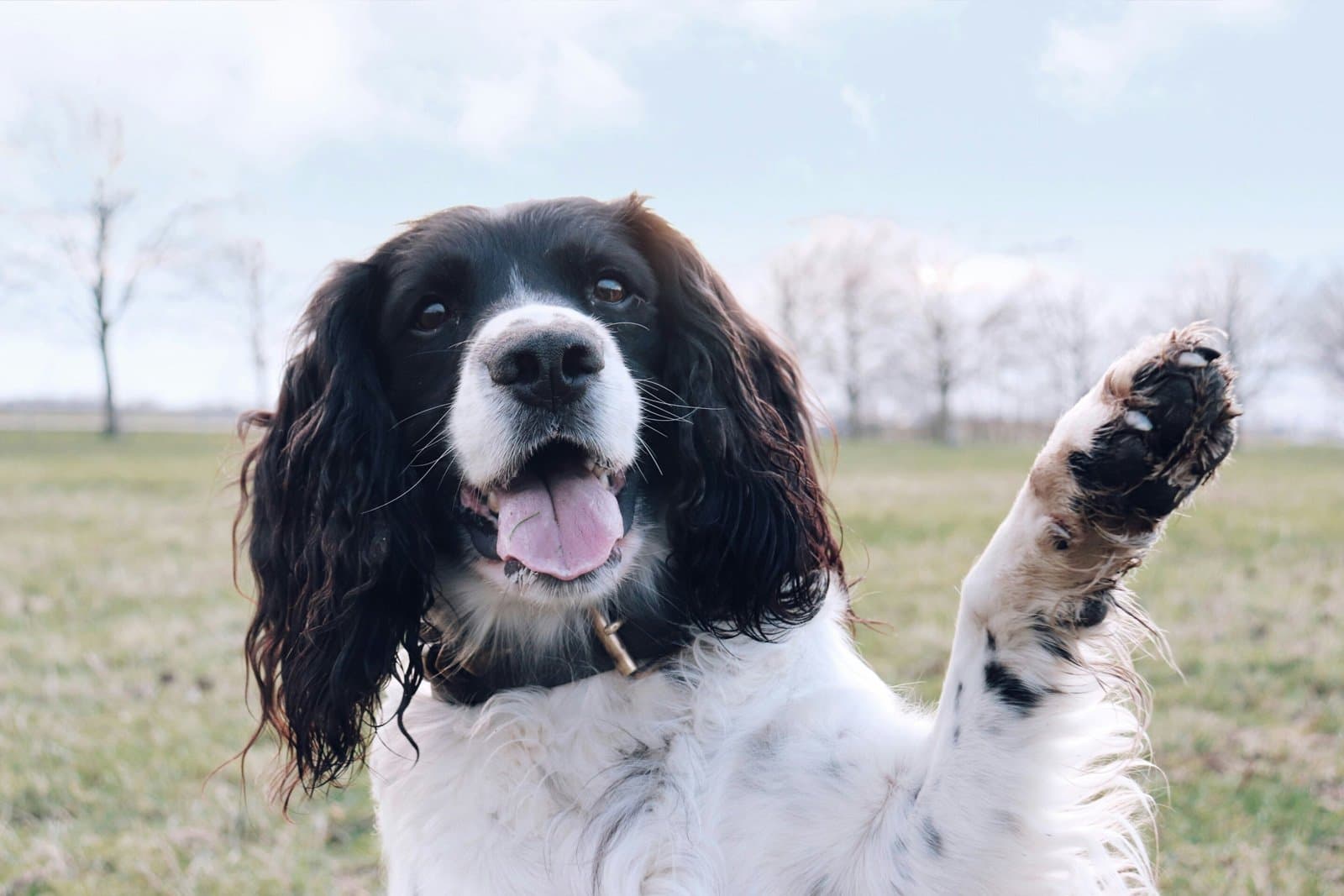 Understanding Dog Body Language