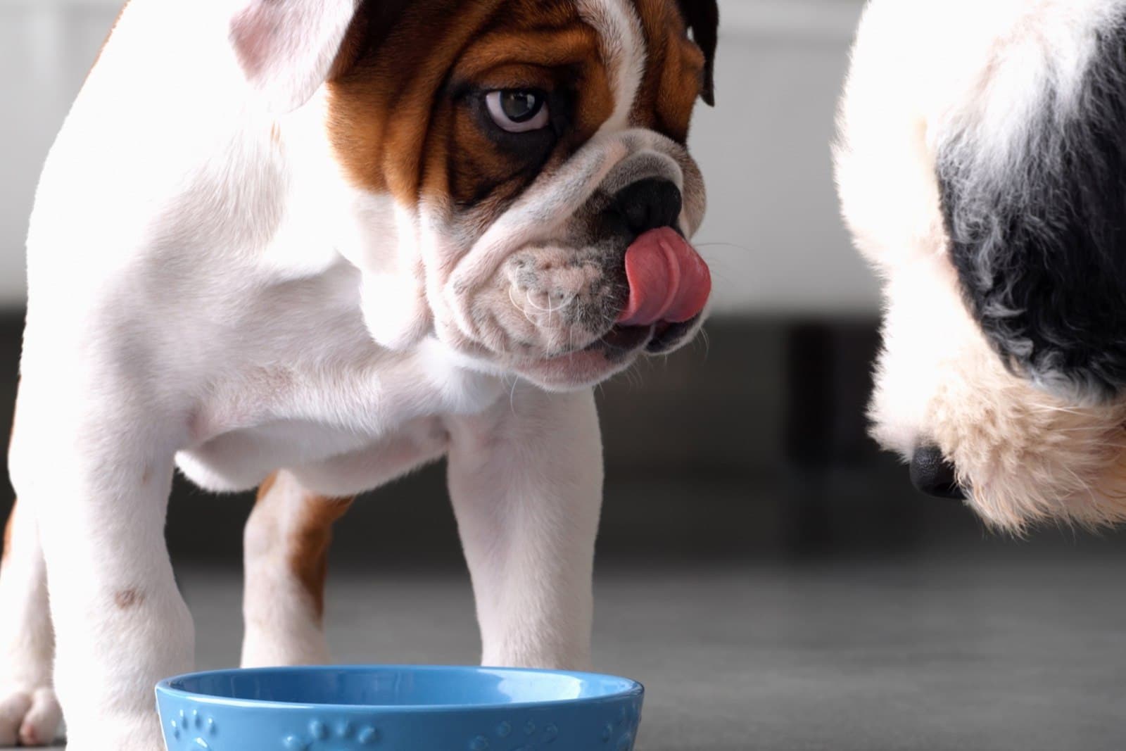 Resource Guarding in Dogs: How to Recognize and Manage Safely