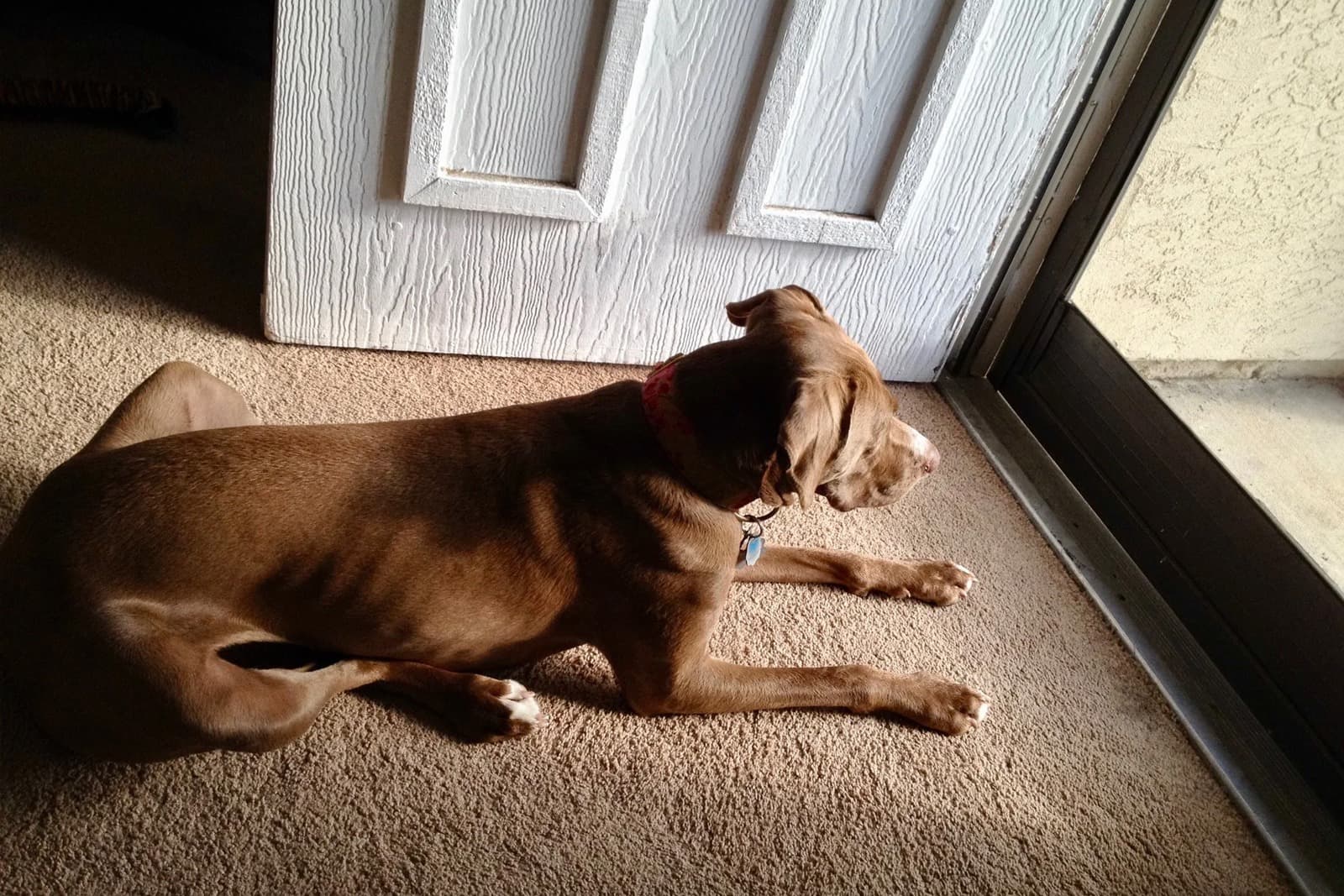 Separation Anxiety in Dogs: A Complete Guide