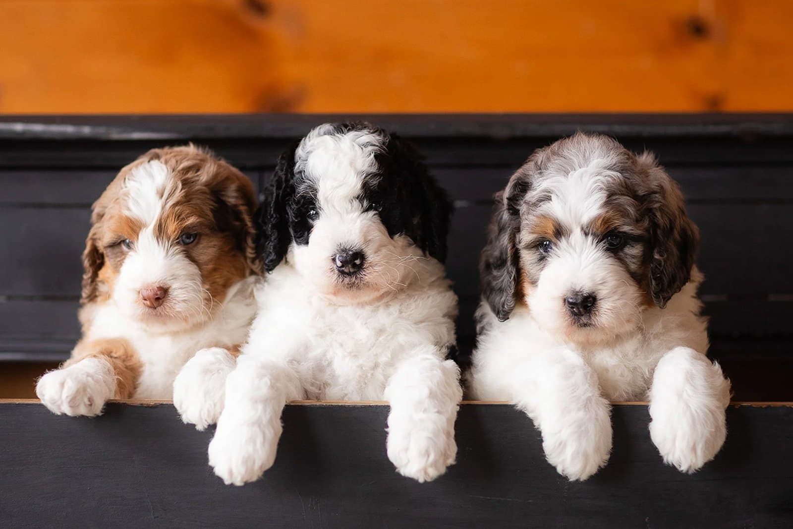 Doodles, Mixes, and Designer Breeds: What to Actually Know