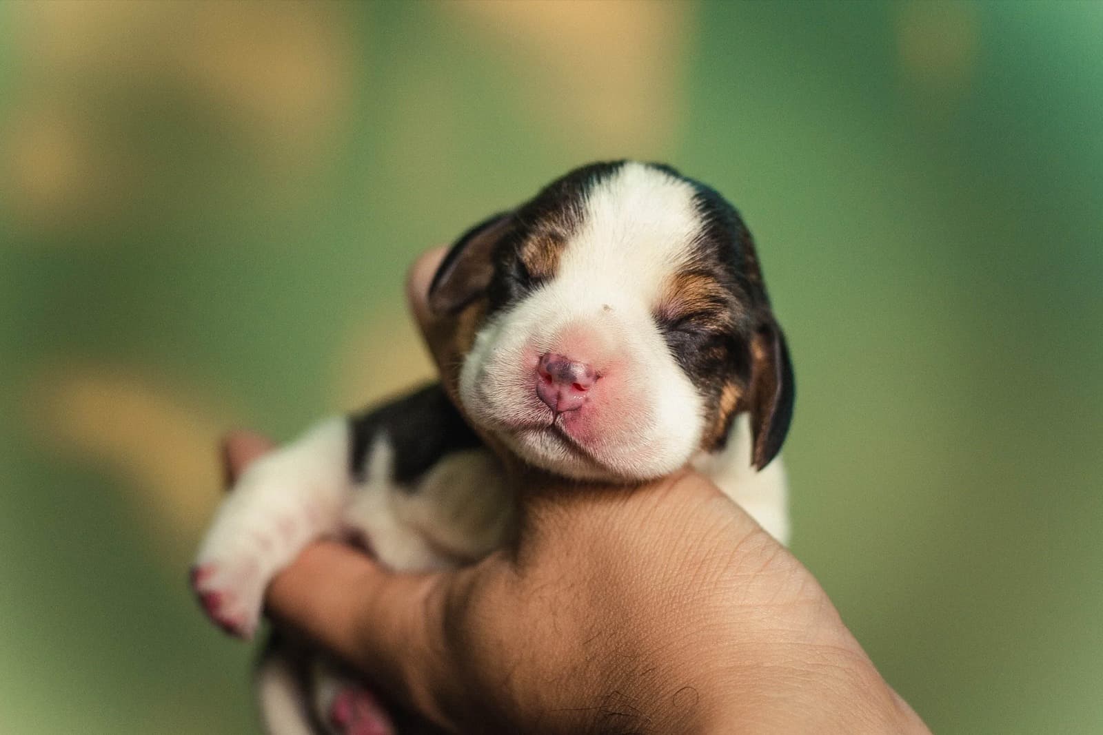 Surviving the First 30 Days with Your New Pet