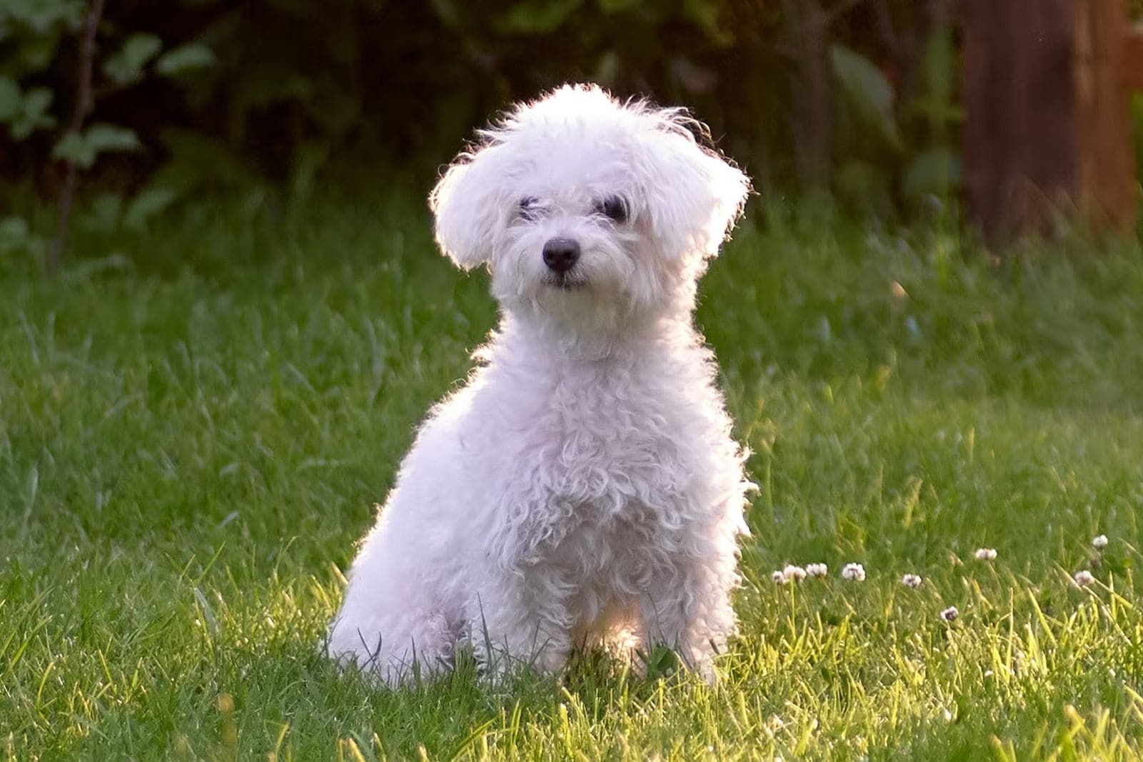 Best Hypoallergenic Dog Breeds: What Low-Allergen Actually Means