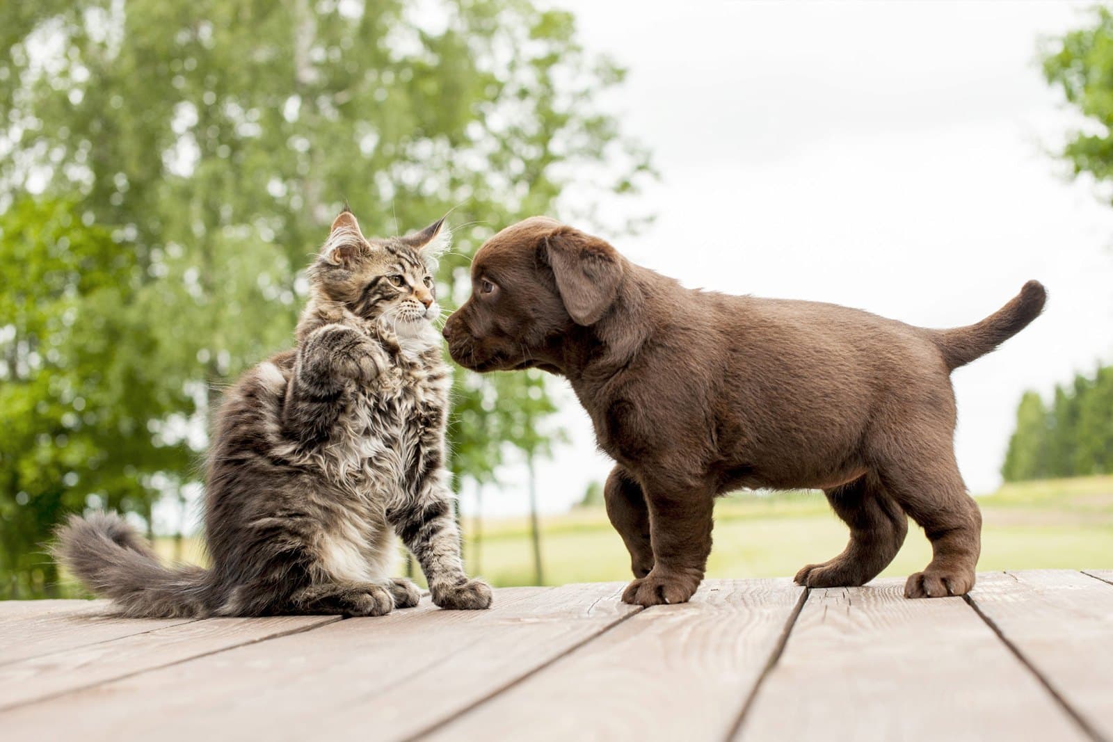 How to Introduce a New Pet to Your Existing Pet