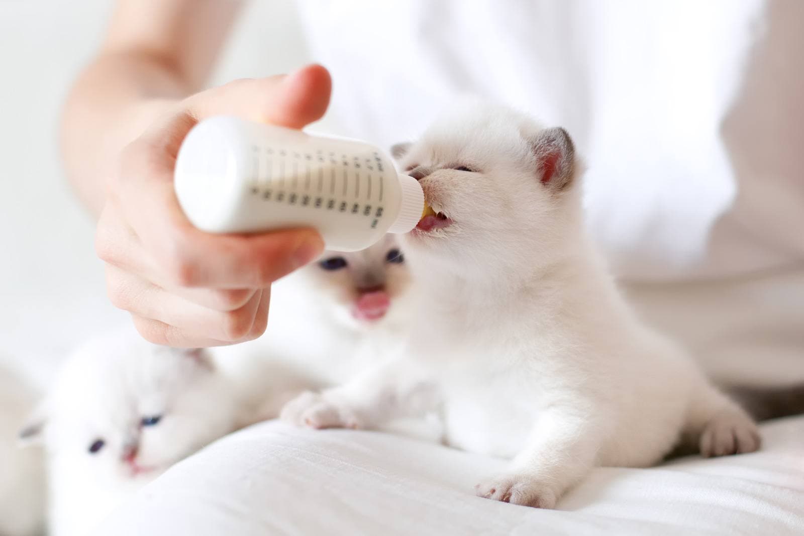 Kitten Feeding Guide: From Weaning to Adulthood