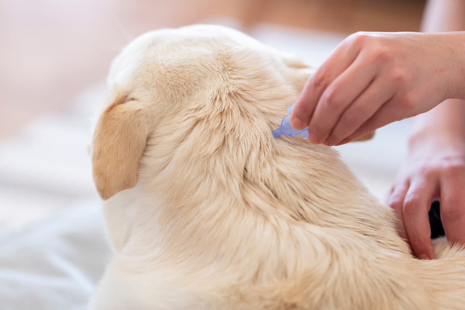 Year-Round Parasite Prevention: Heartworm, Fleas, and Ticks Explained
