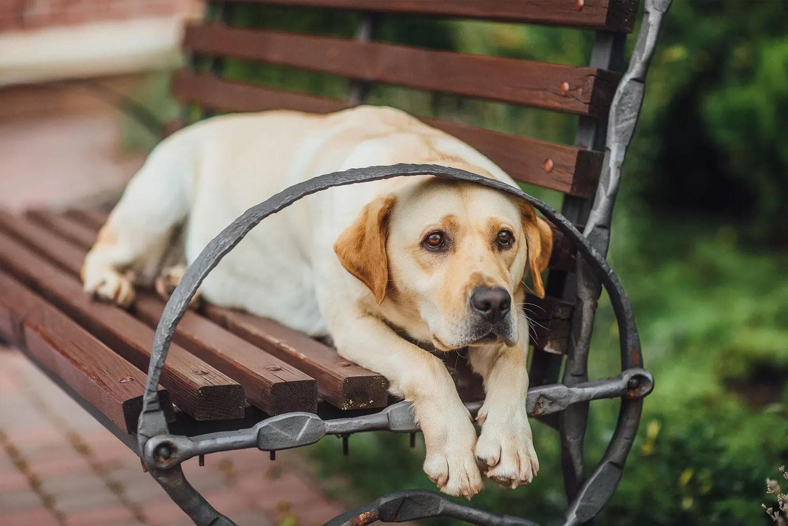 Cognitive Dysfunction in Senior Pets (Pet Dementia): Signs and Care