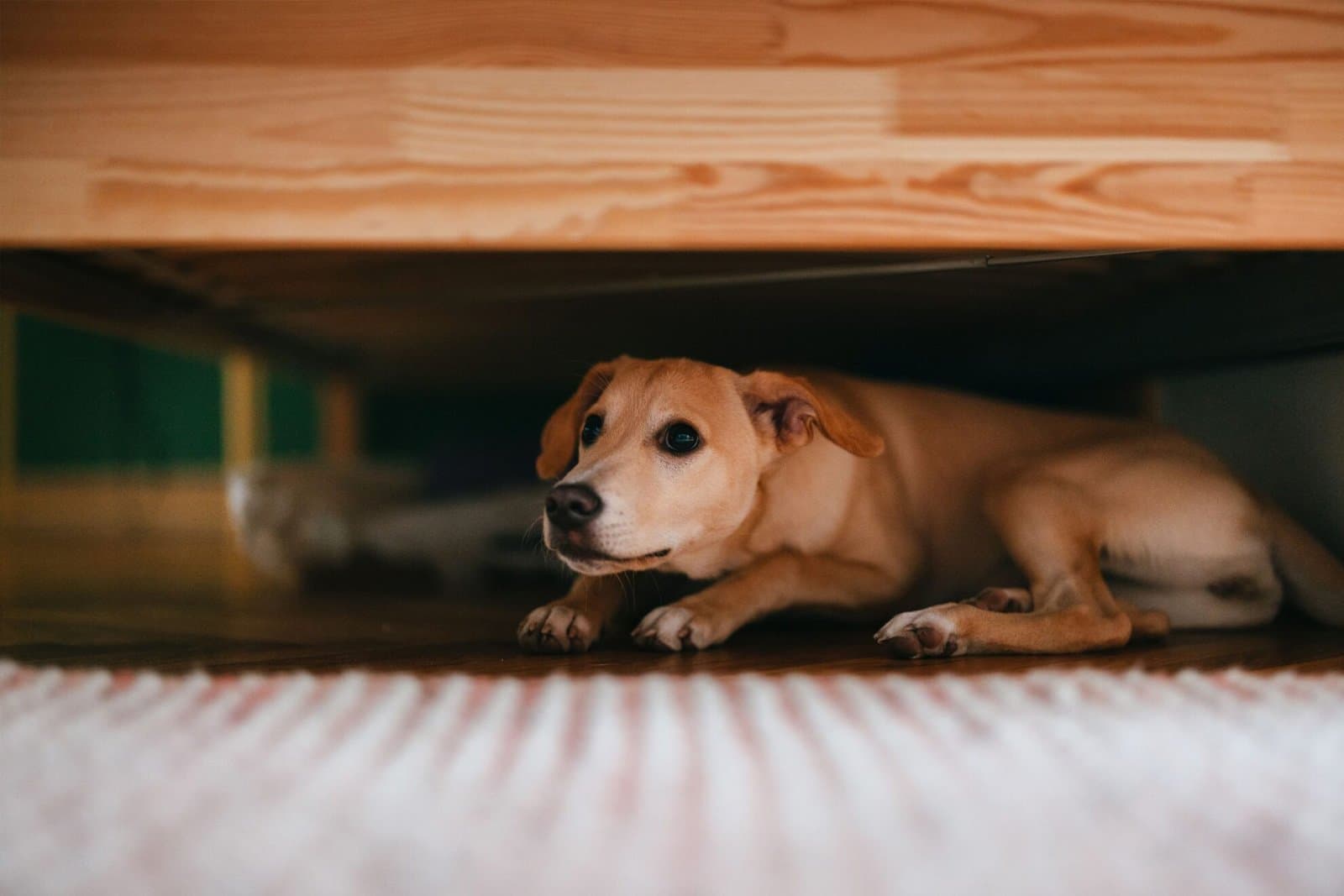 Fear and Anxiety in Pets: Triggers, Signs, and Treatment
