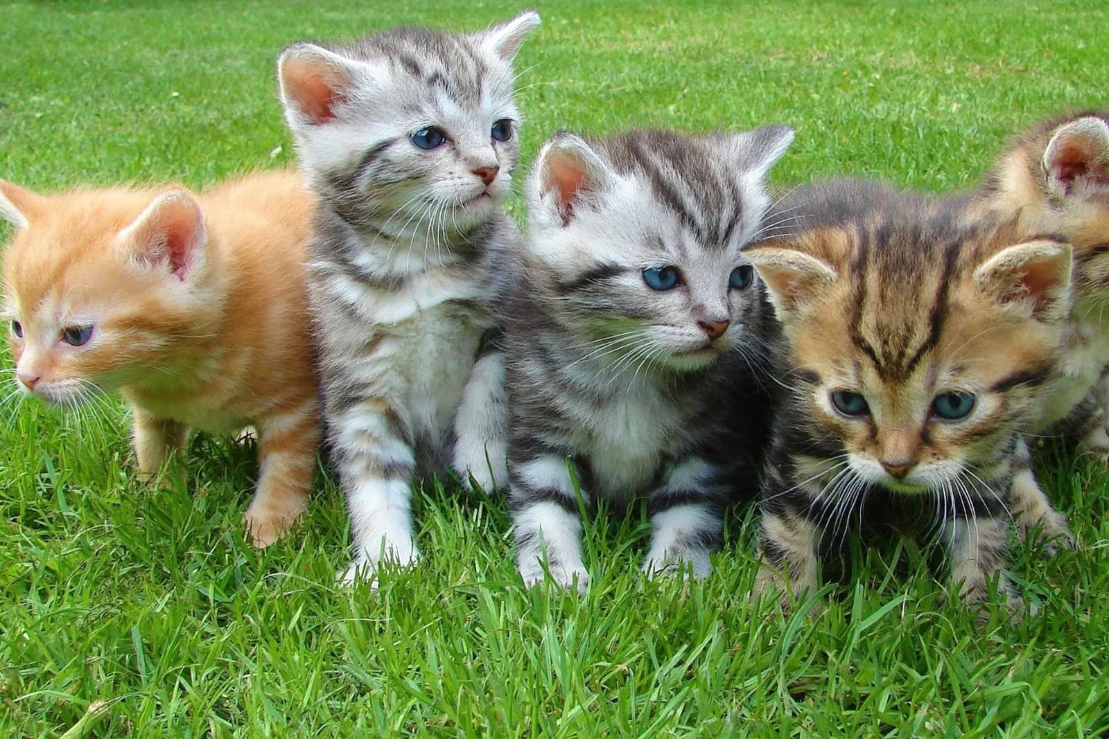 The 10 Most Popular Cat Breeds in the U.S.