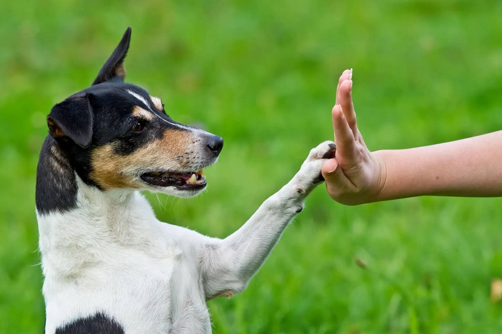 Positive Reinforcement: The Science Behind Effective Pet Training