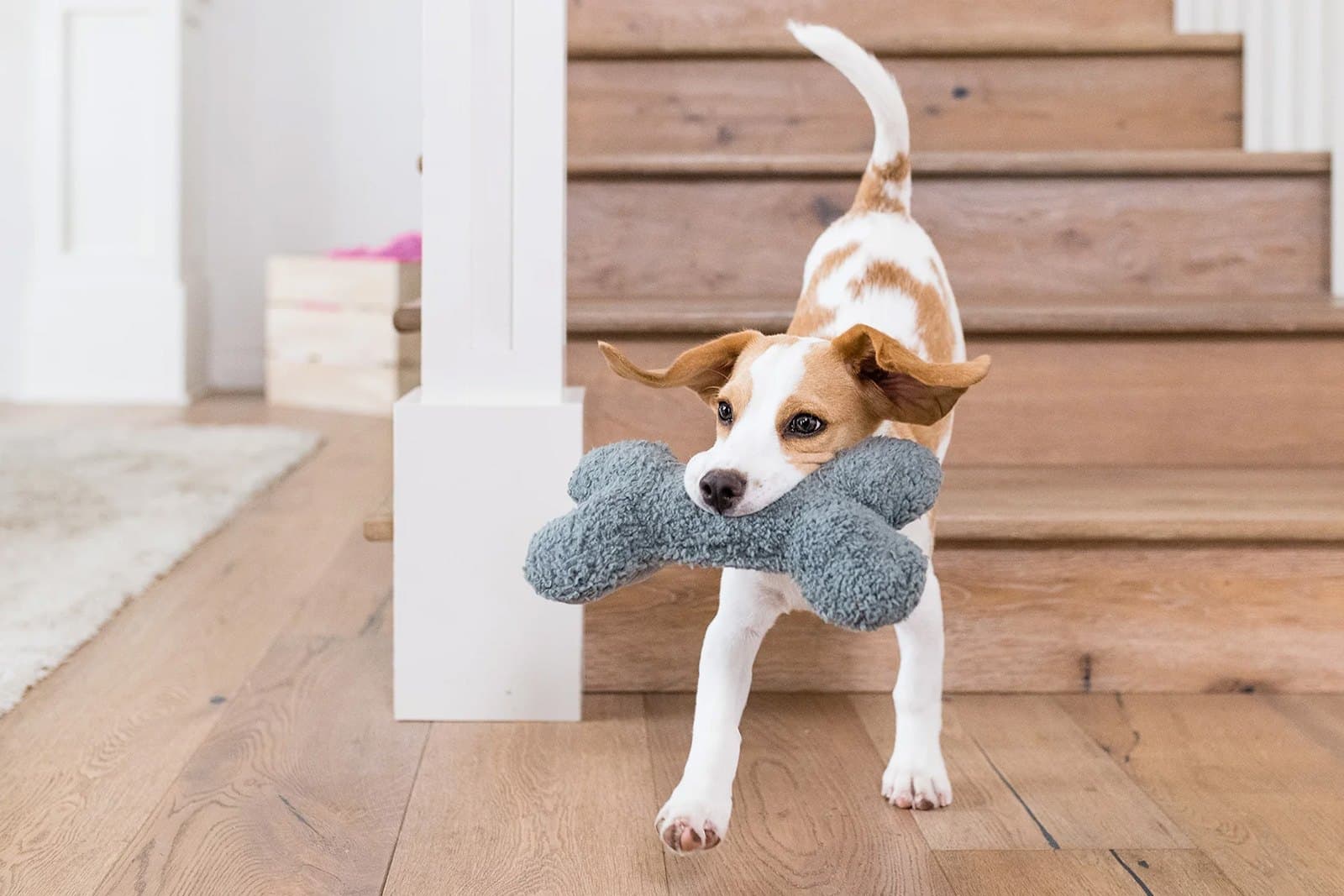 How to Prepare Your Home for a New Pet