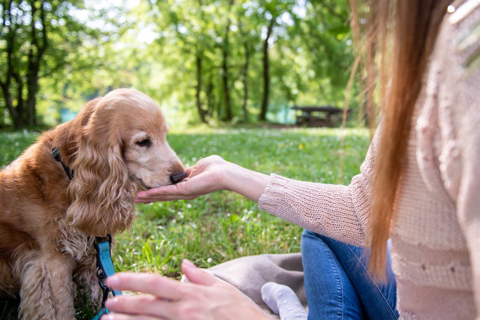How to Reduce Barking (Without Suppressing It)