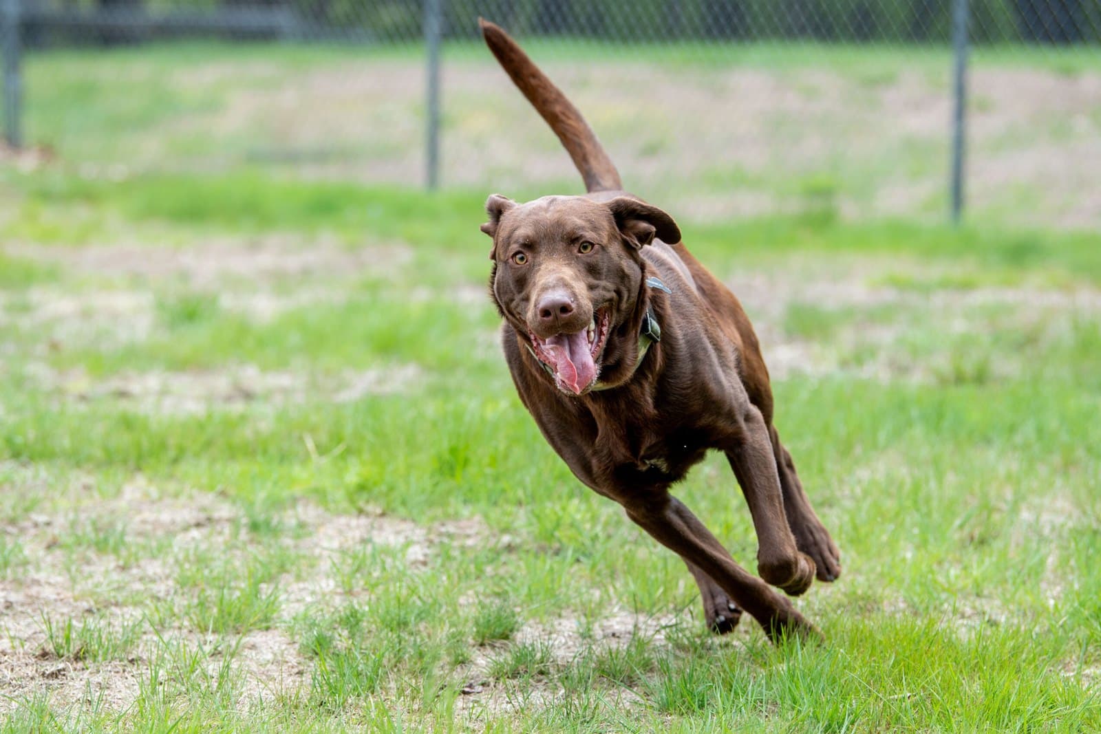 The Reliable Recall: Teaching Your Dog to Come When Called