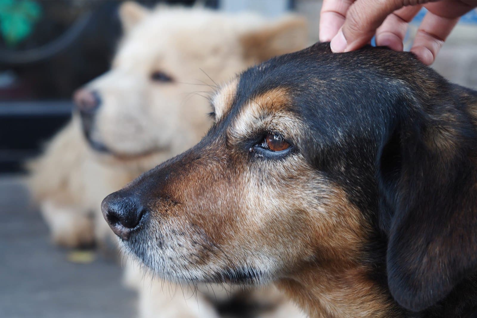 Why Senior Pets Make Amazing Companions (And Why They're Overlooked)