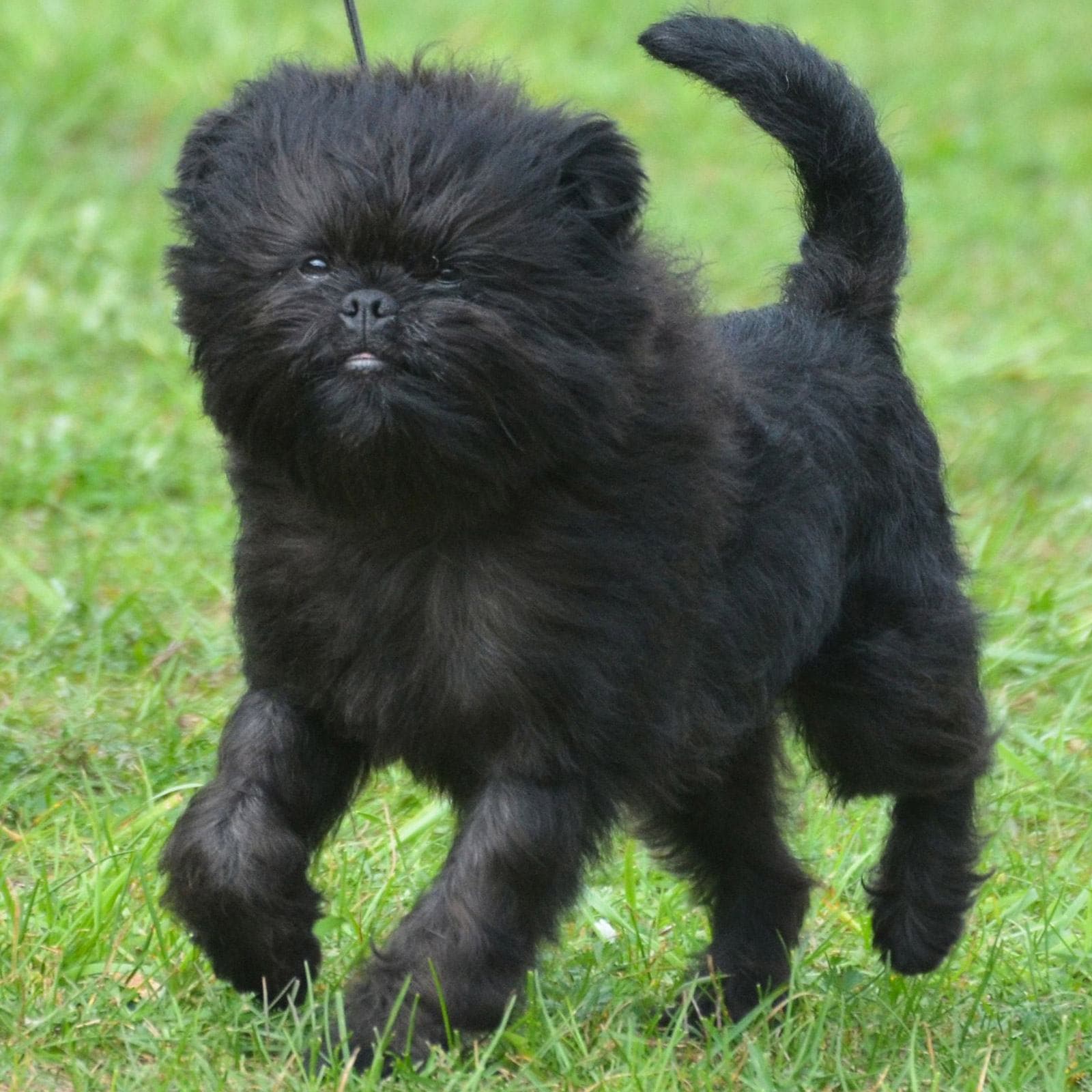 Affenpinscher