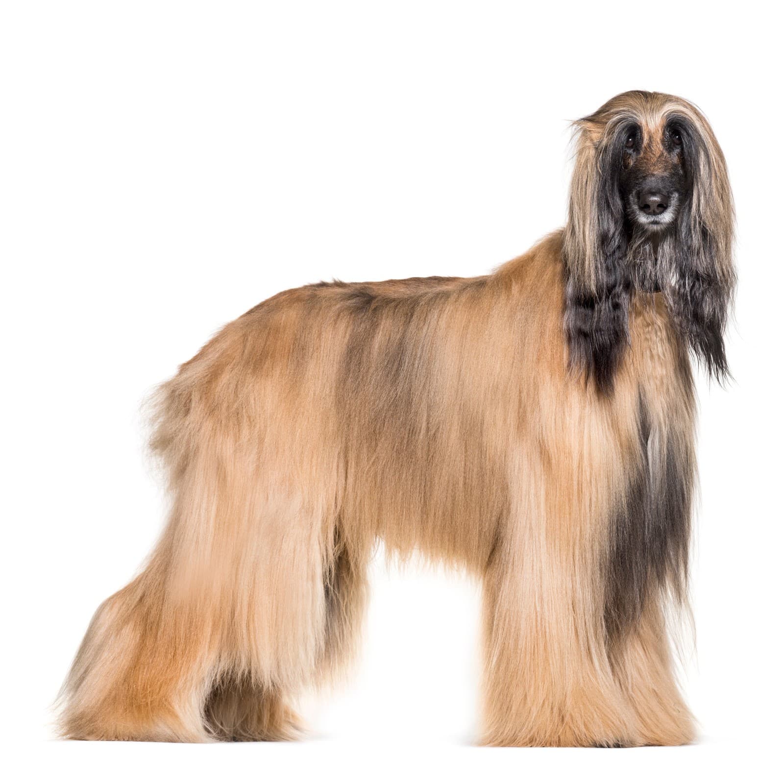 Afghan Hound