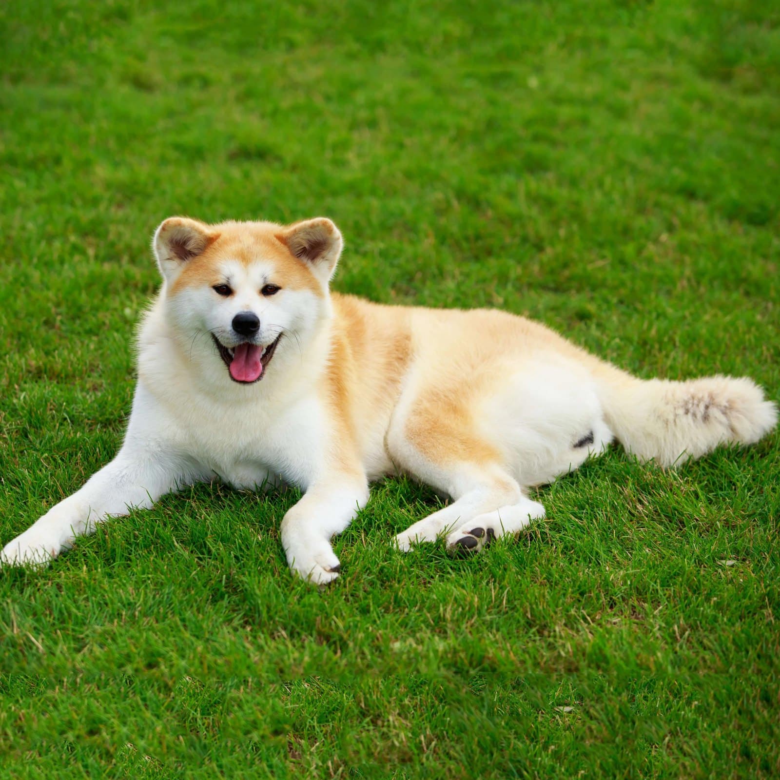 Akita
