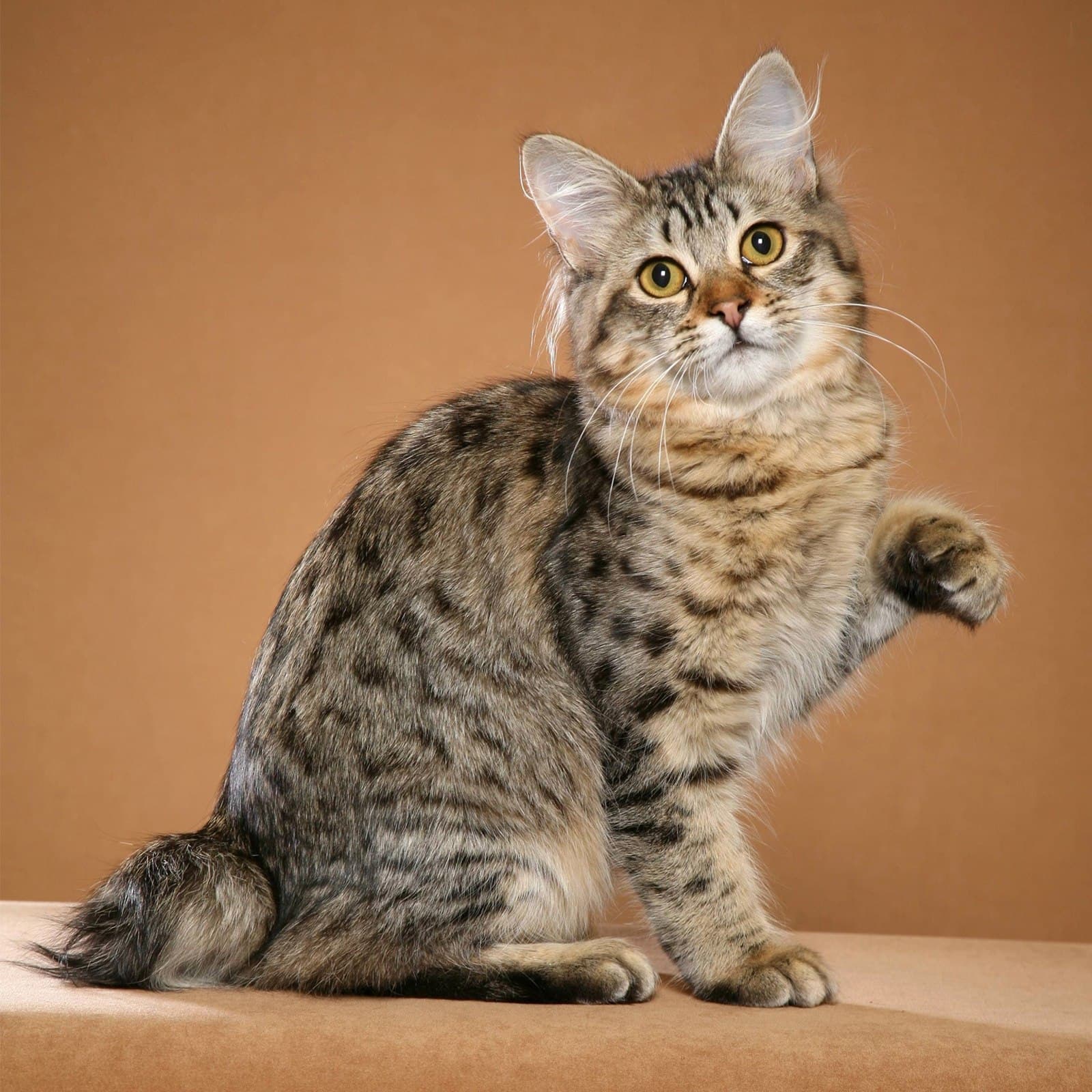 American Bobtail
