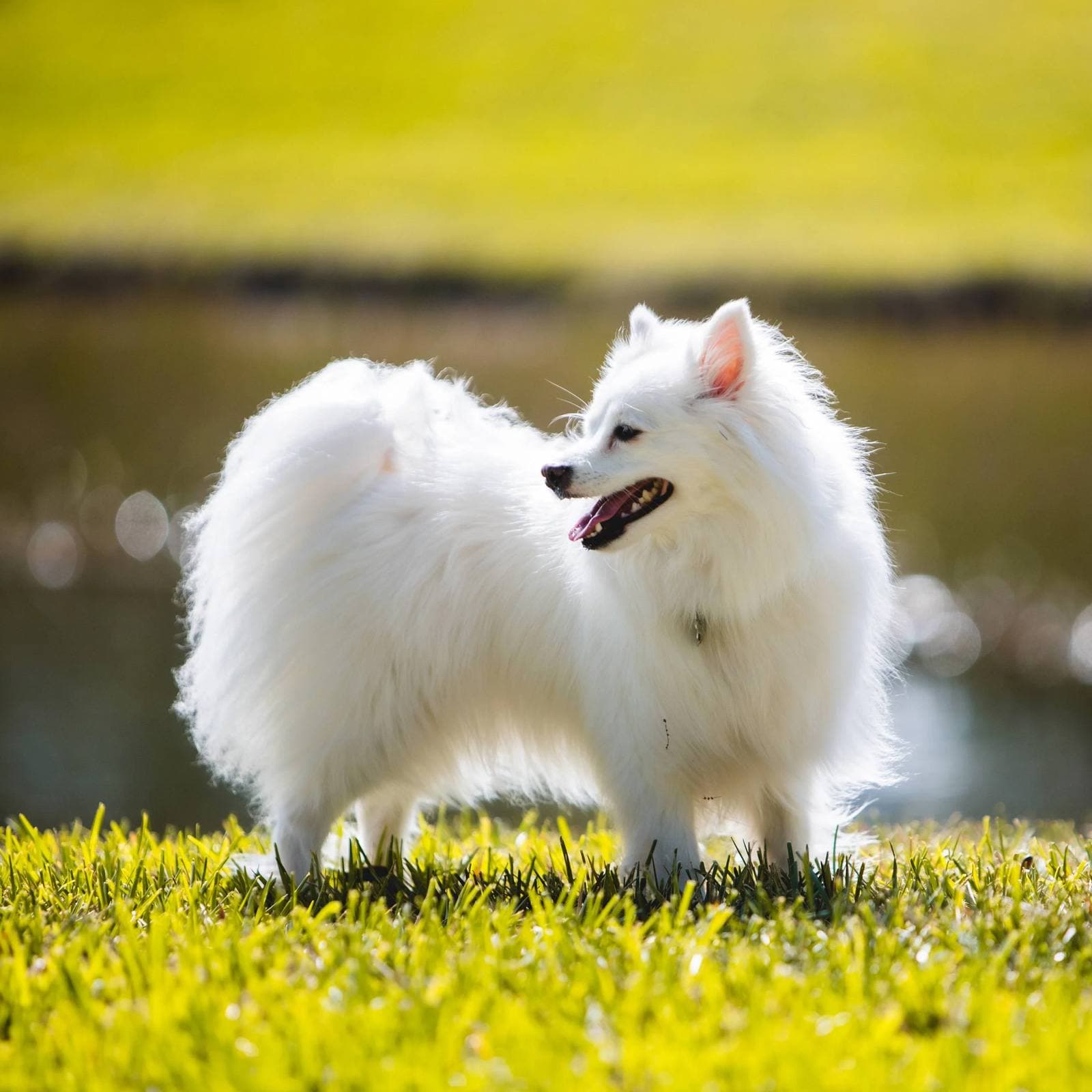 American Eskimo Dog