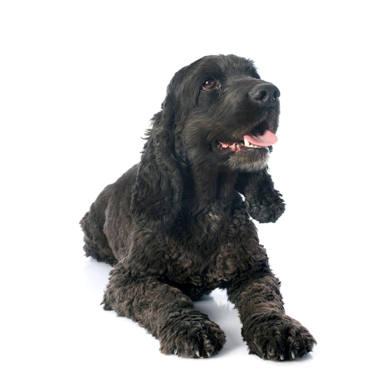 American Water Spaniel