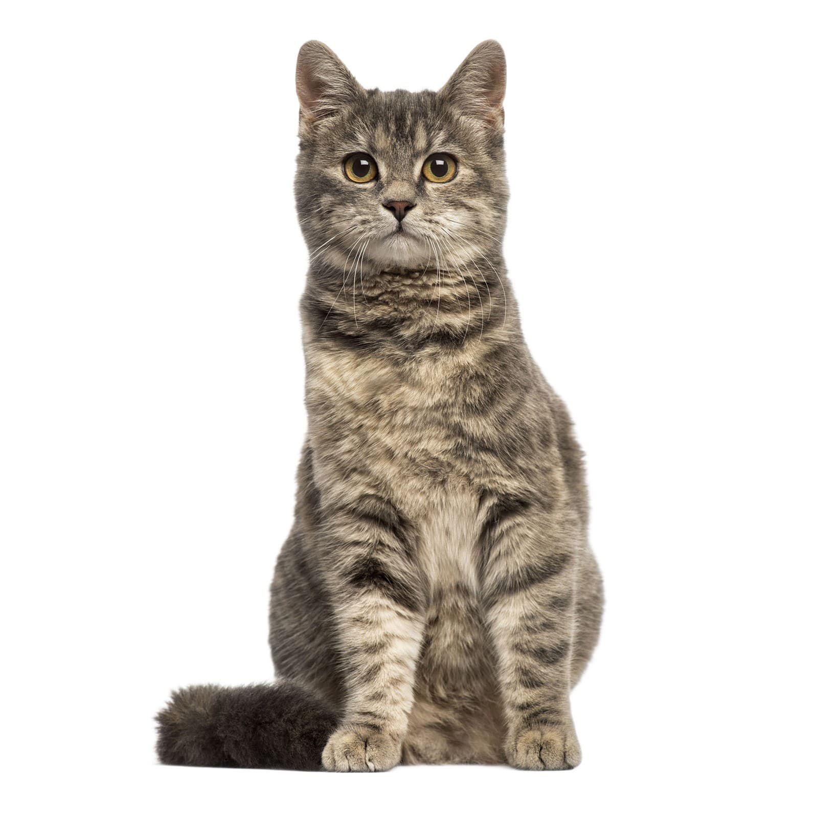 American Wirehair