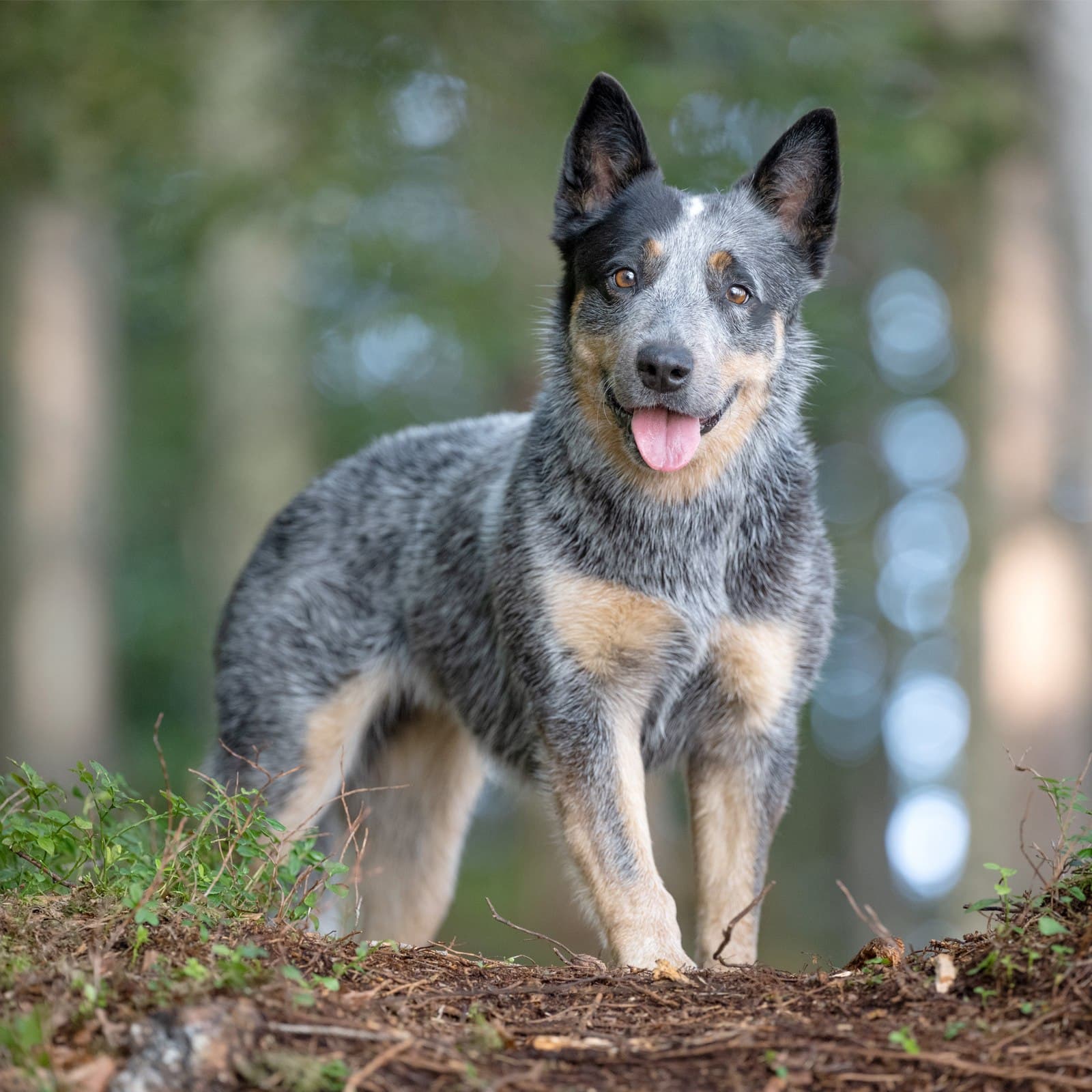 Australian Cattle Dog