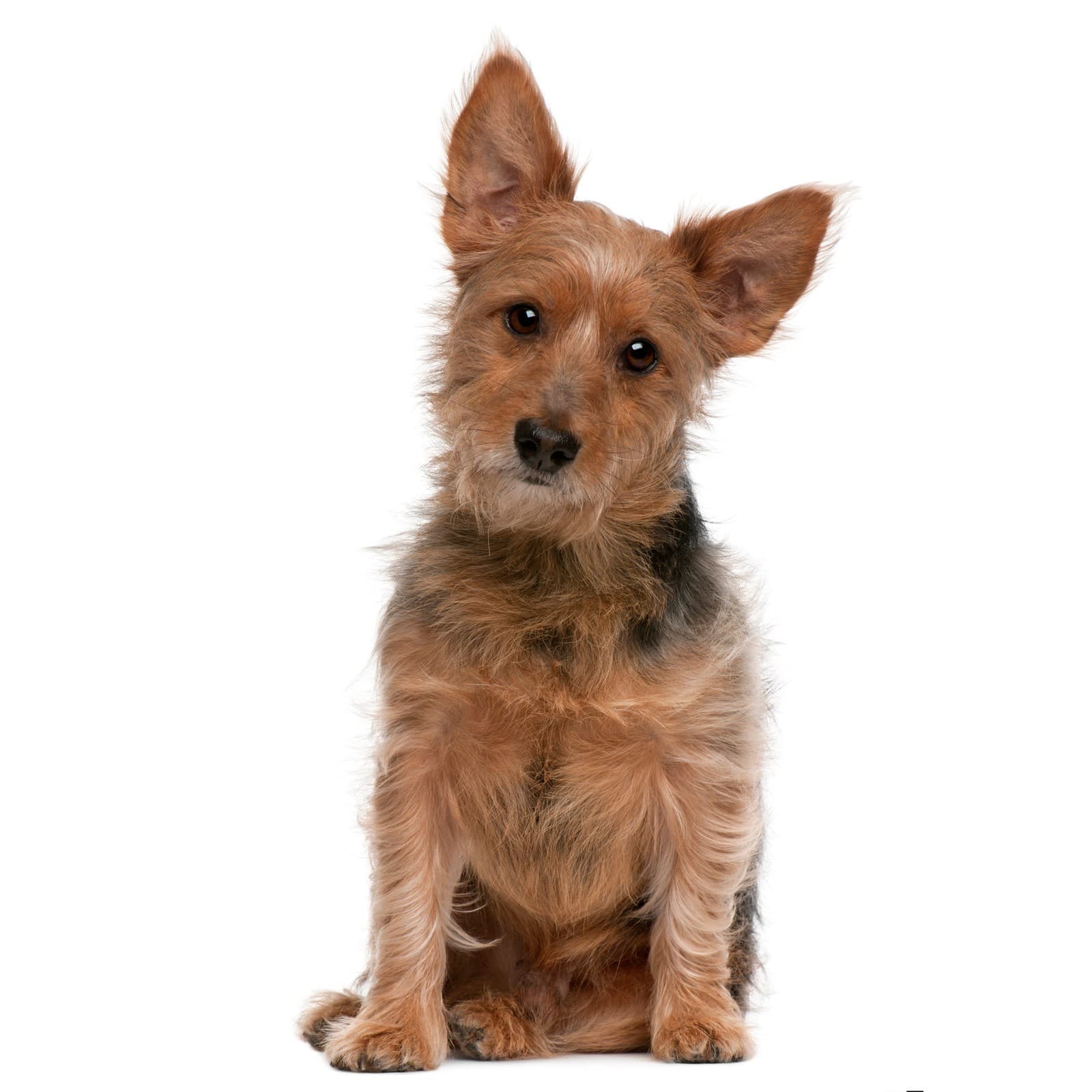 Australian Terrier