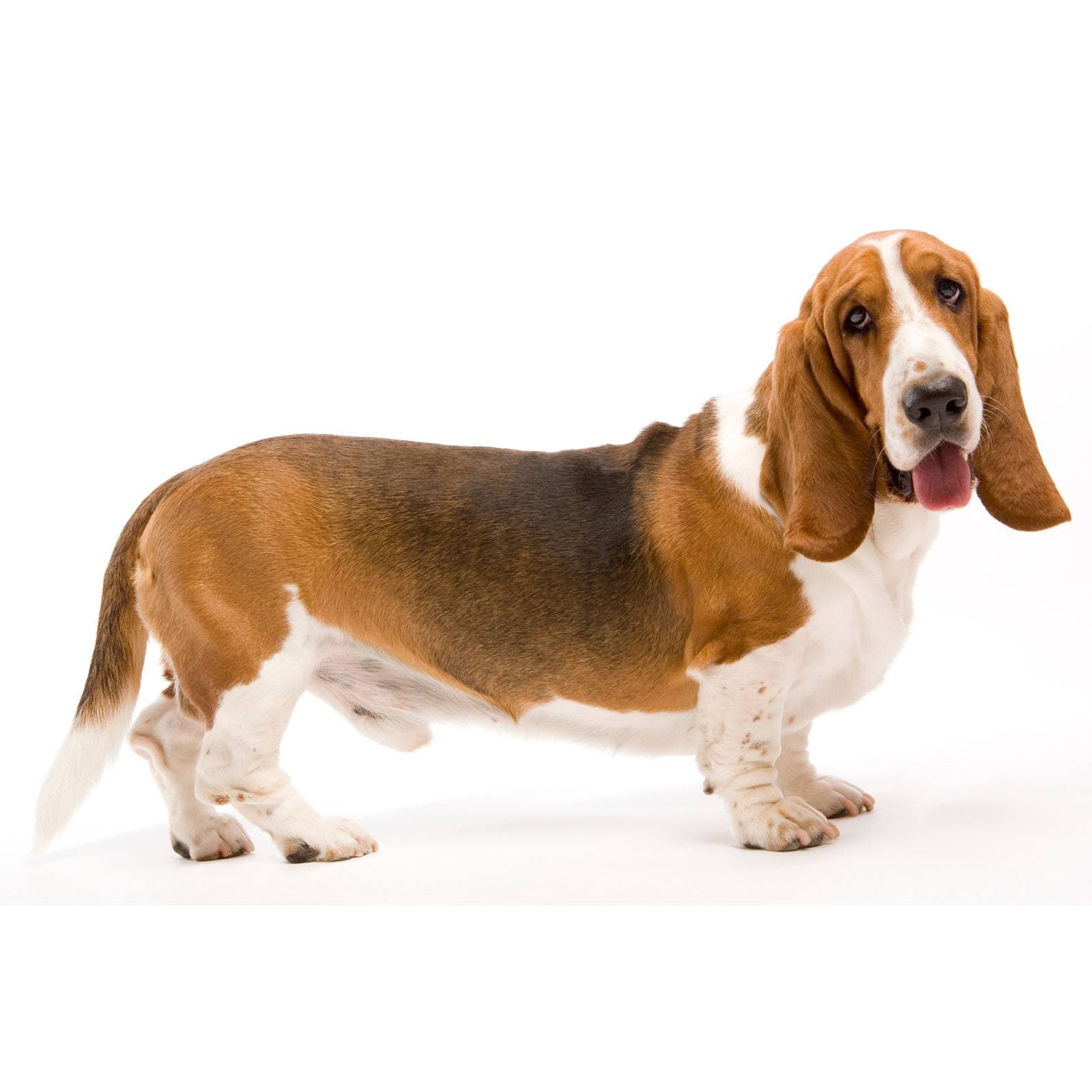 Basset Hound