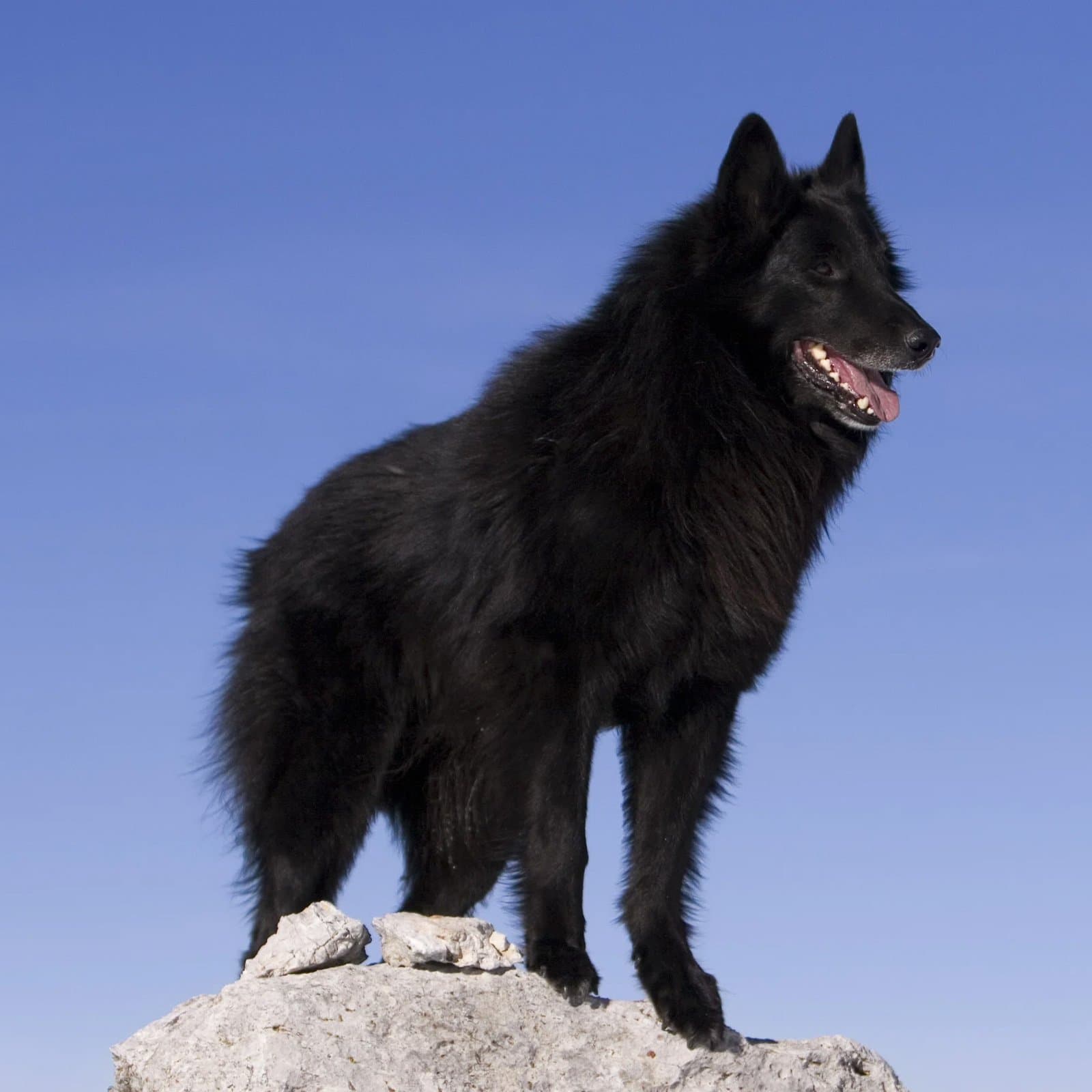 Belgian Sheepdog