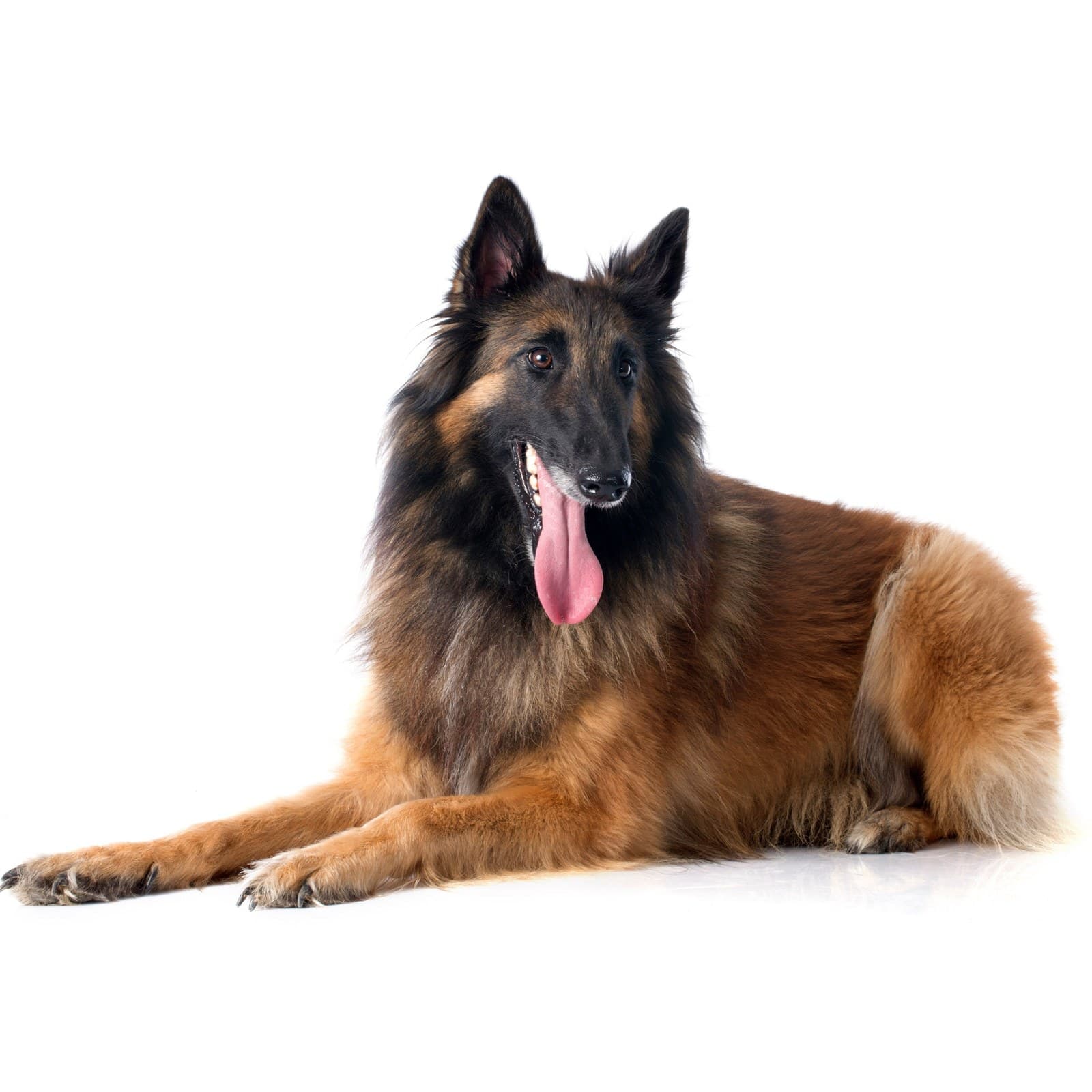 Belgian Tervuren