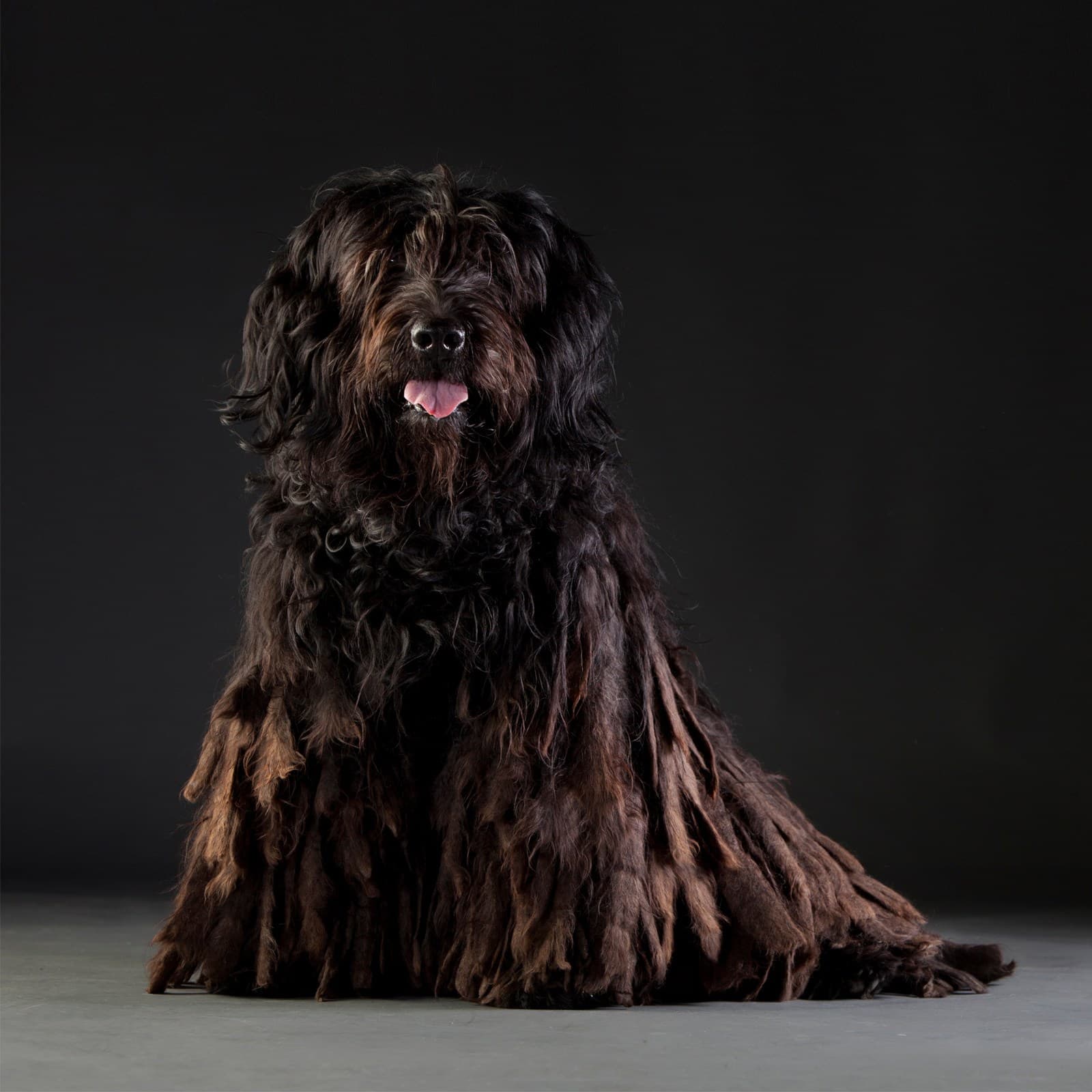 Bergamasco Sheepdog