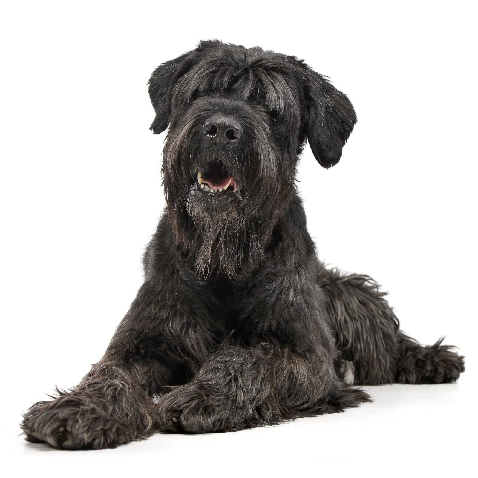 Black Russian Terrier