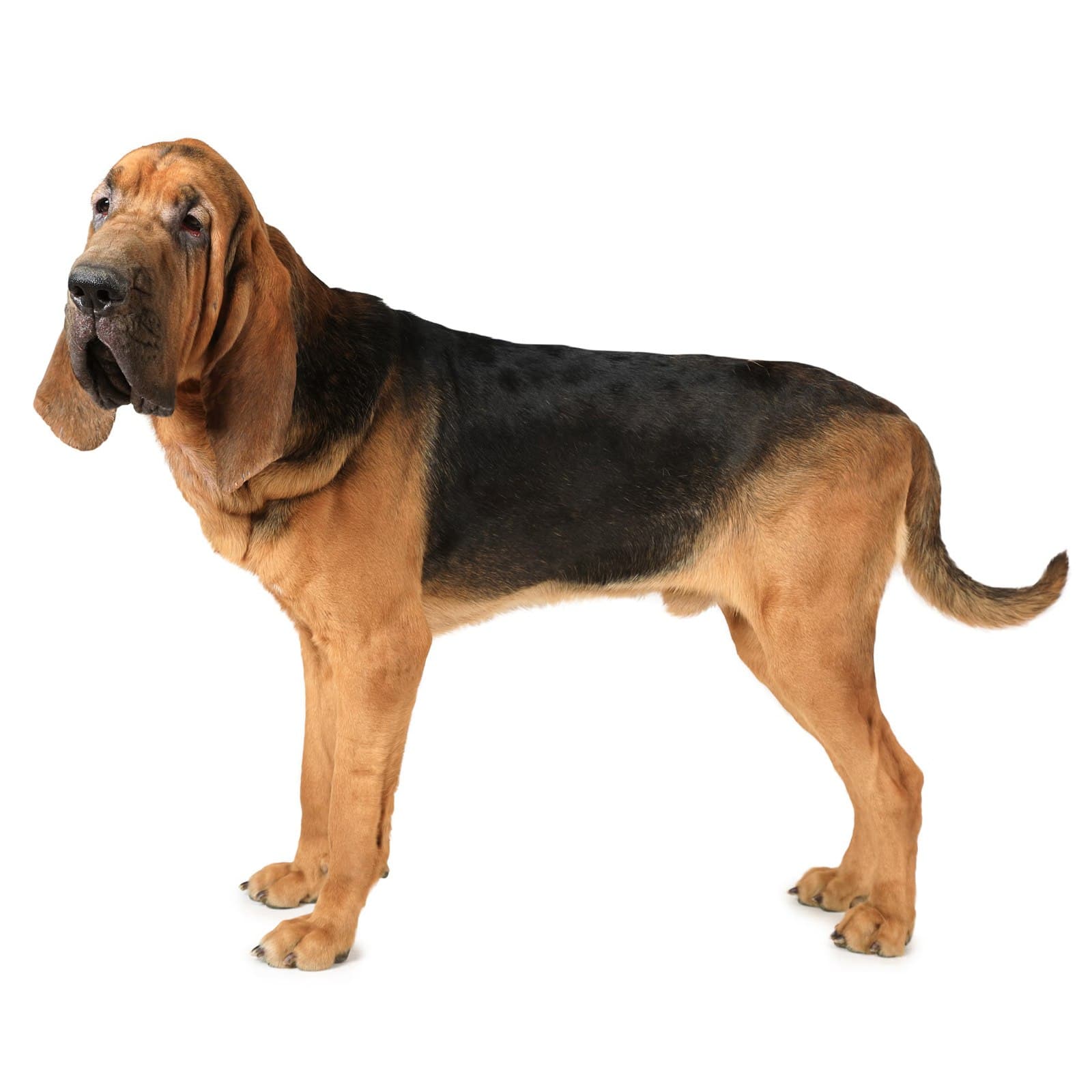 Bloodhound