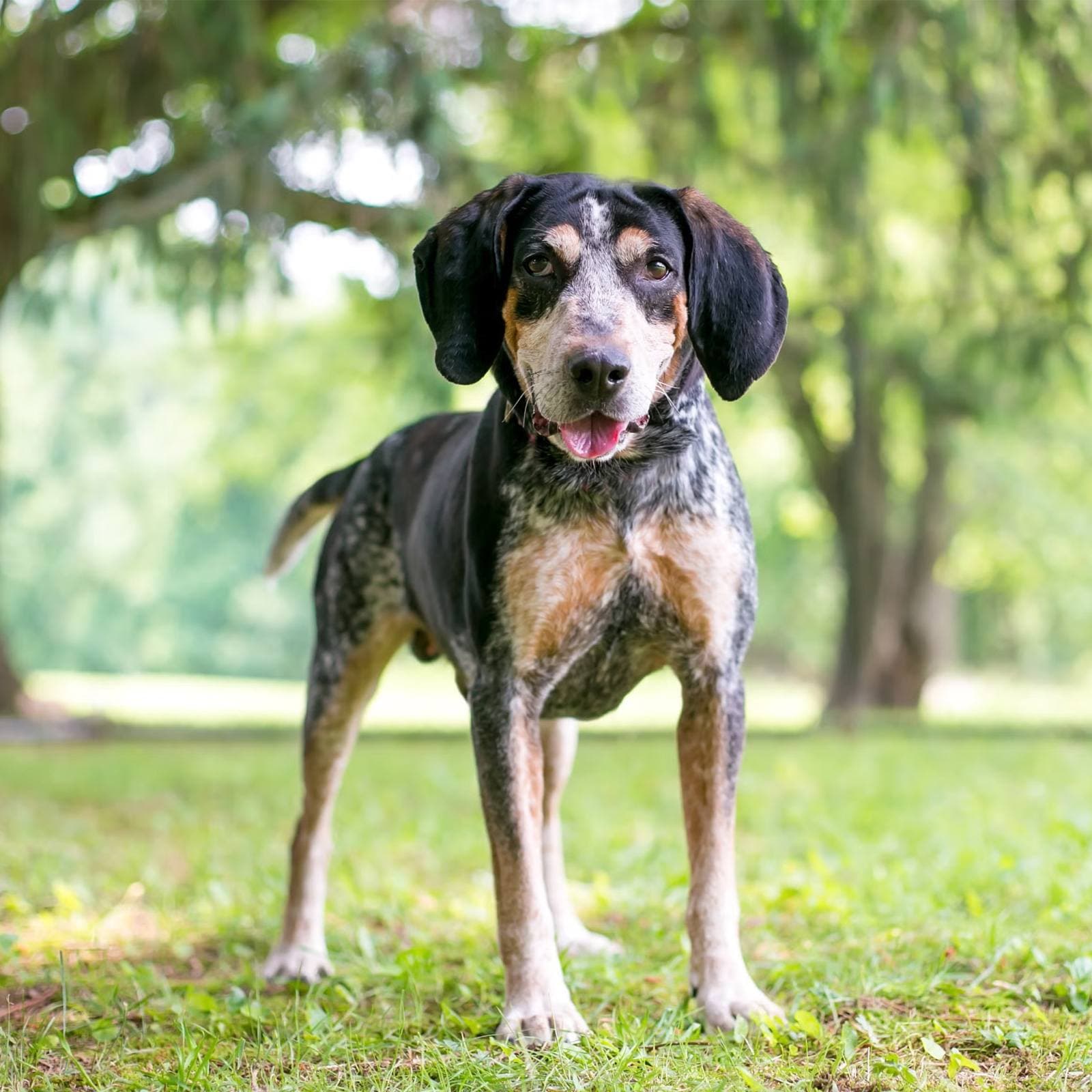 Bluetick Coonhound