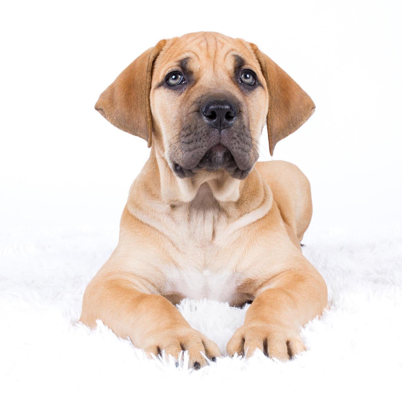 Boerboel