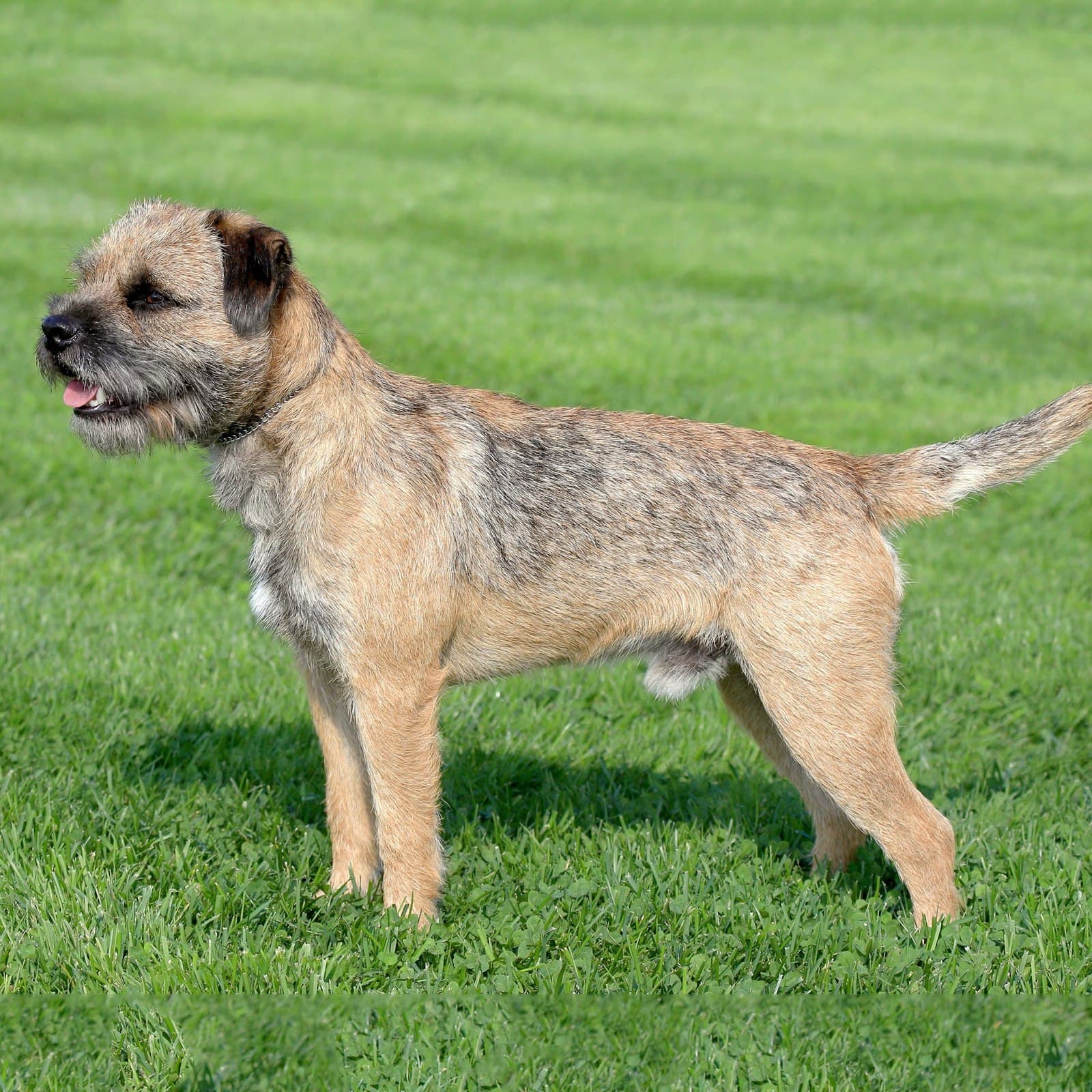 Border Terrier