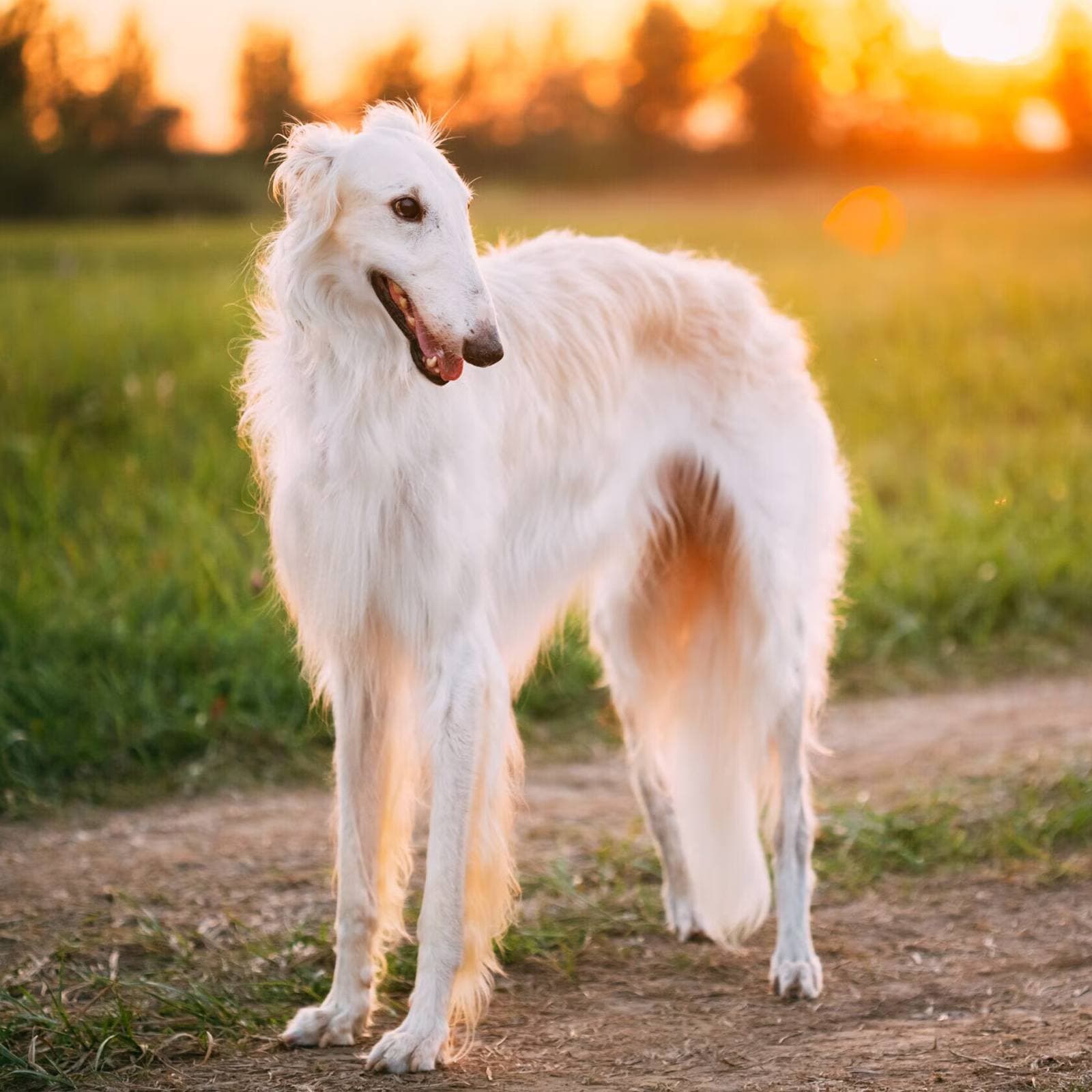 Borzoi