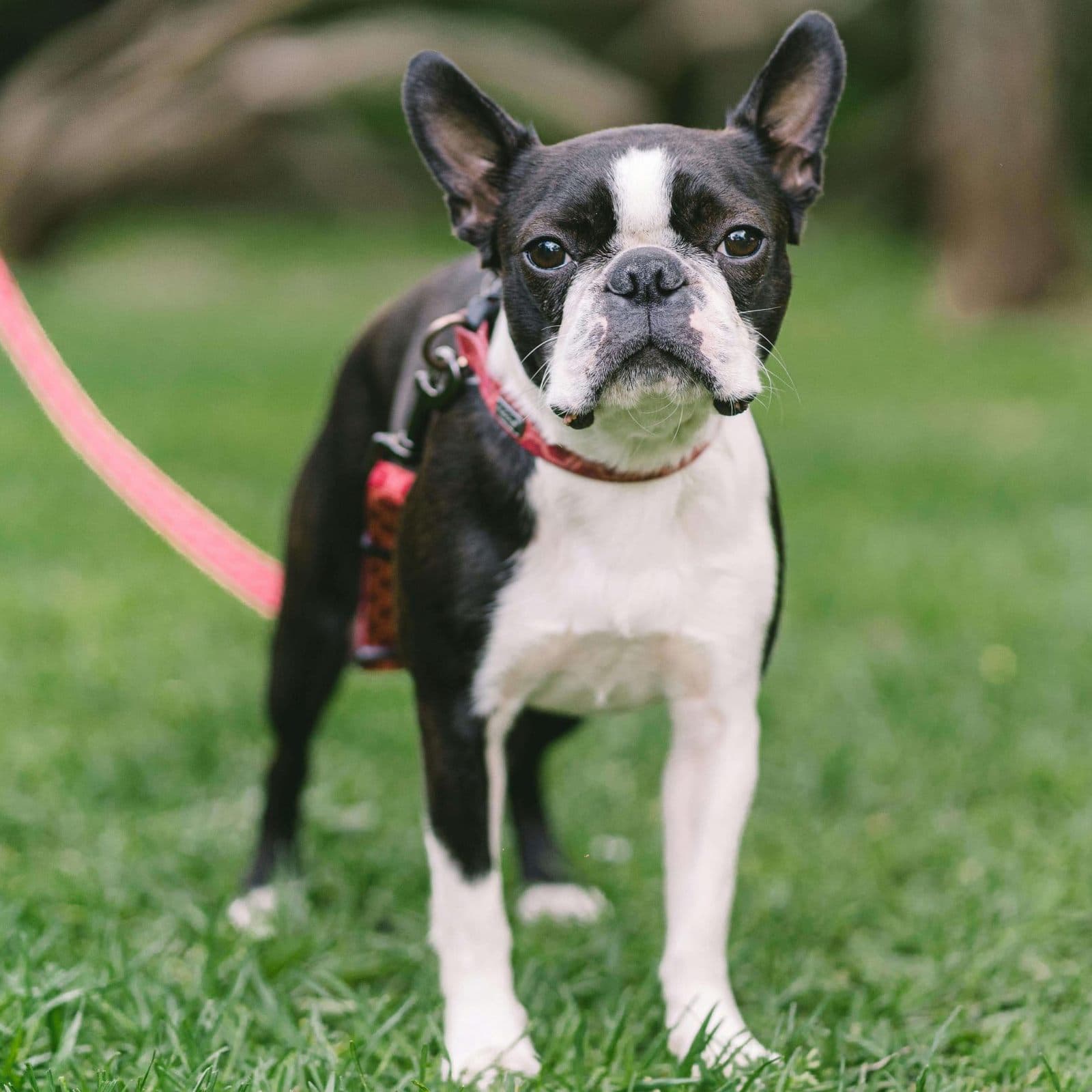 Boston Terrier