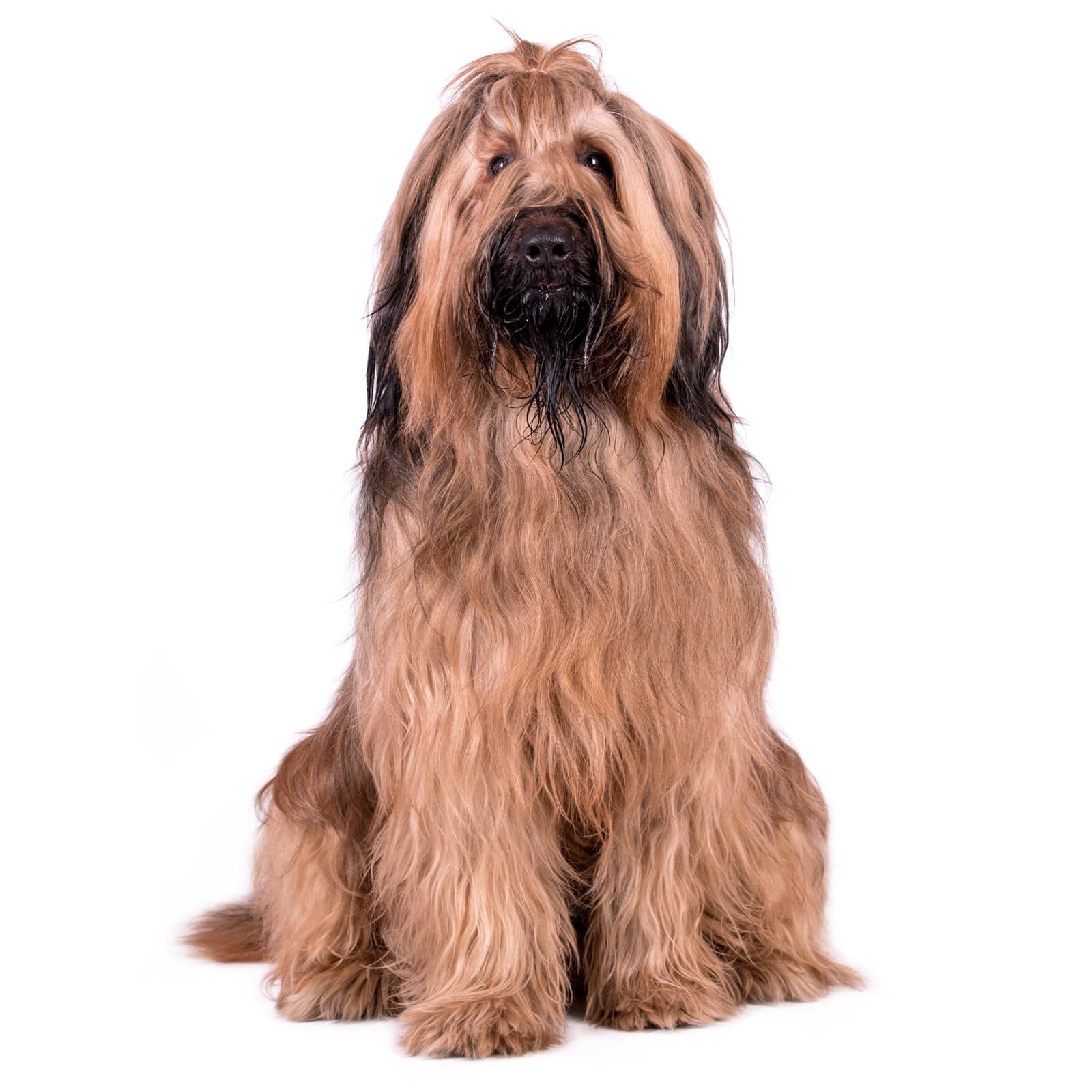 Briard
