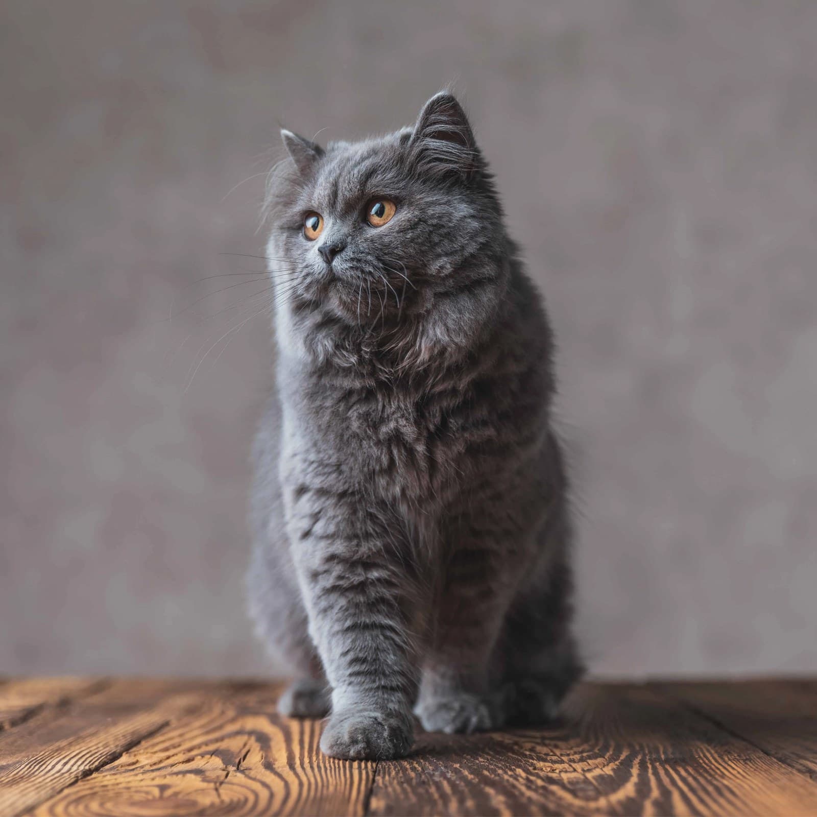 British Longhair