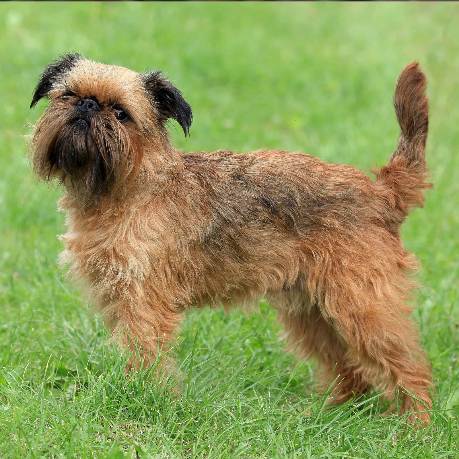 Brussels Griffon