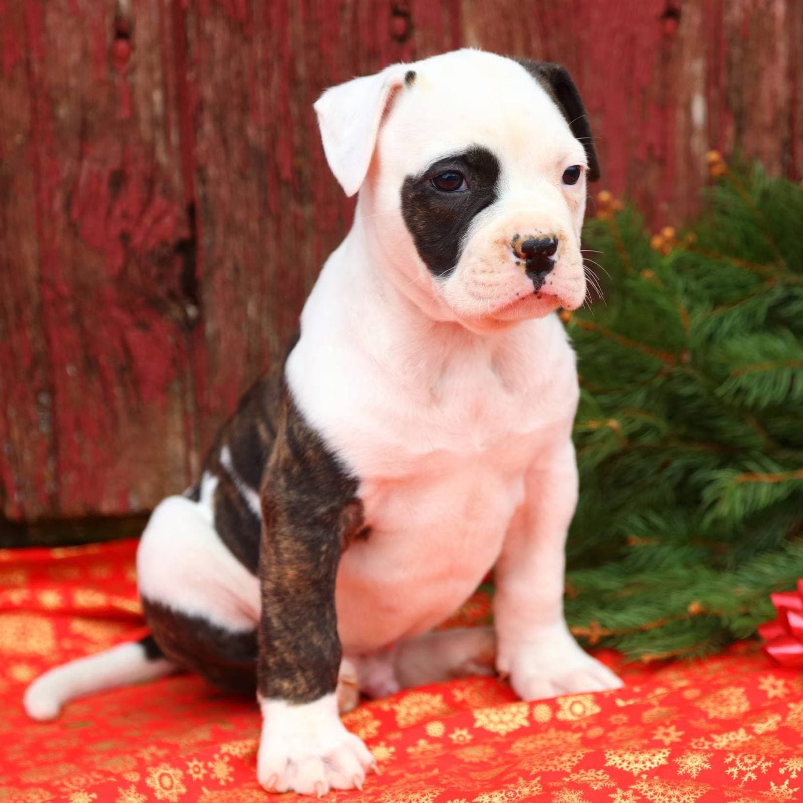Bulldog