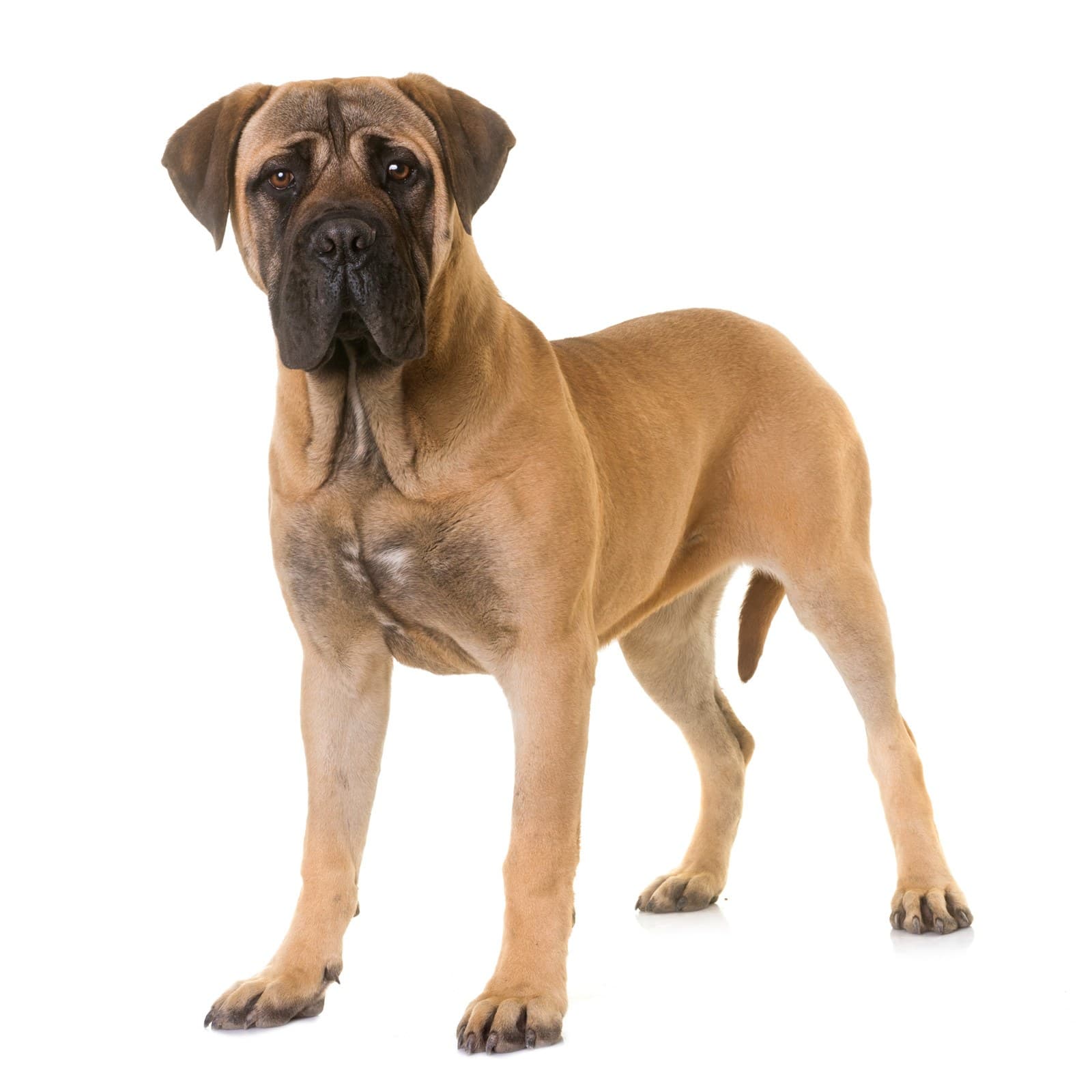 Bullmastiff